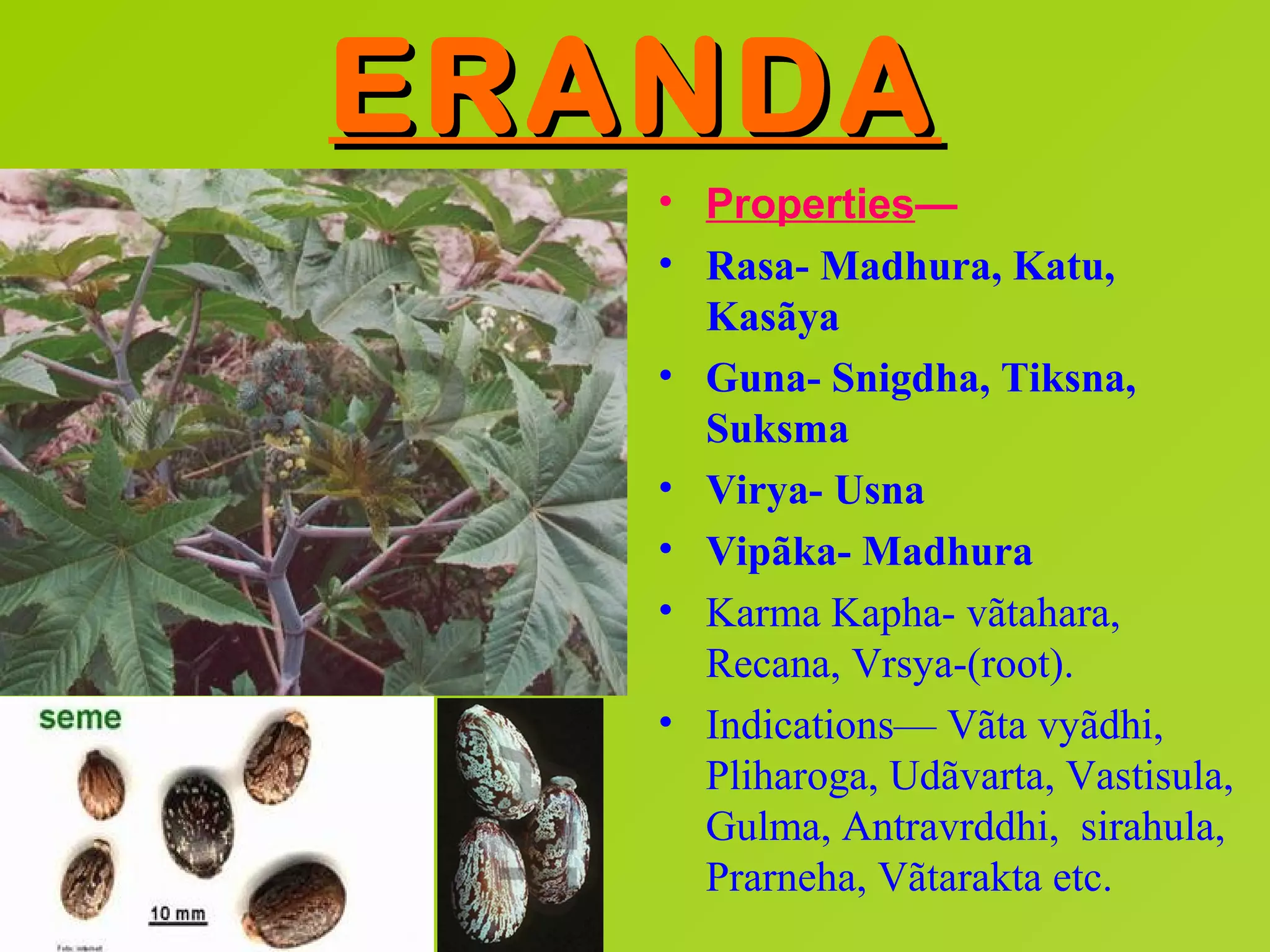 ERANDA
   • Properties—
   • Rasa- Madhura, Katu,
     Kasãya
   • Guna- Snigdha, Tiksna,
     Suksma
   • Virya- Usna
   • Vipãka- Madhura
   • Karma Kapha- vãtahara,
     Recana, Vrsya-(root).
   • Indications— Vãta vyãdhi,
     Pliharoga, Udãvarta, Vastisula,
     Gulma, Antravrddhi, sirahula,
     Prarneha, Vãtarakta etc.
 