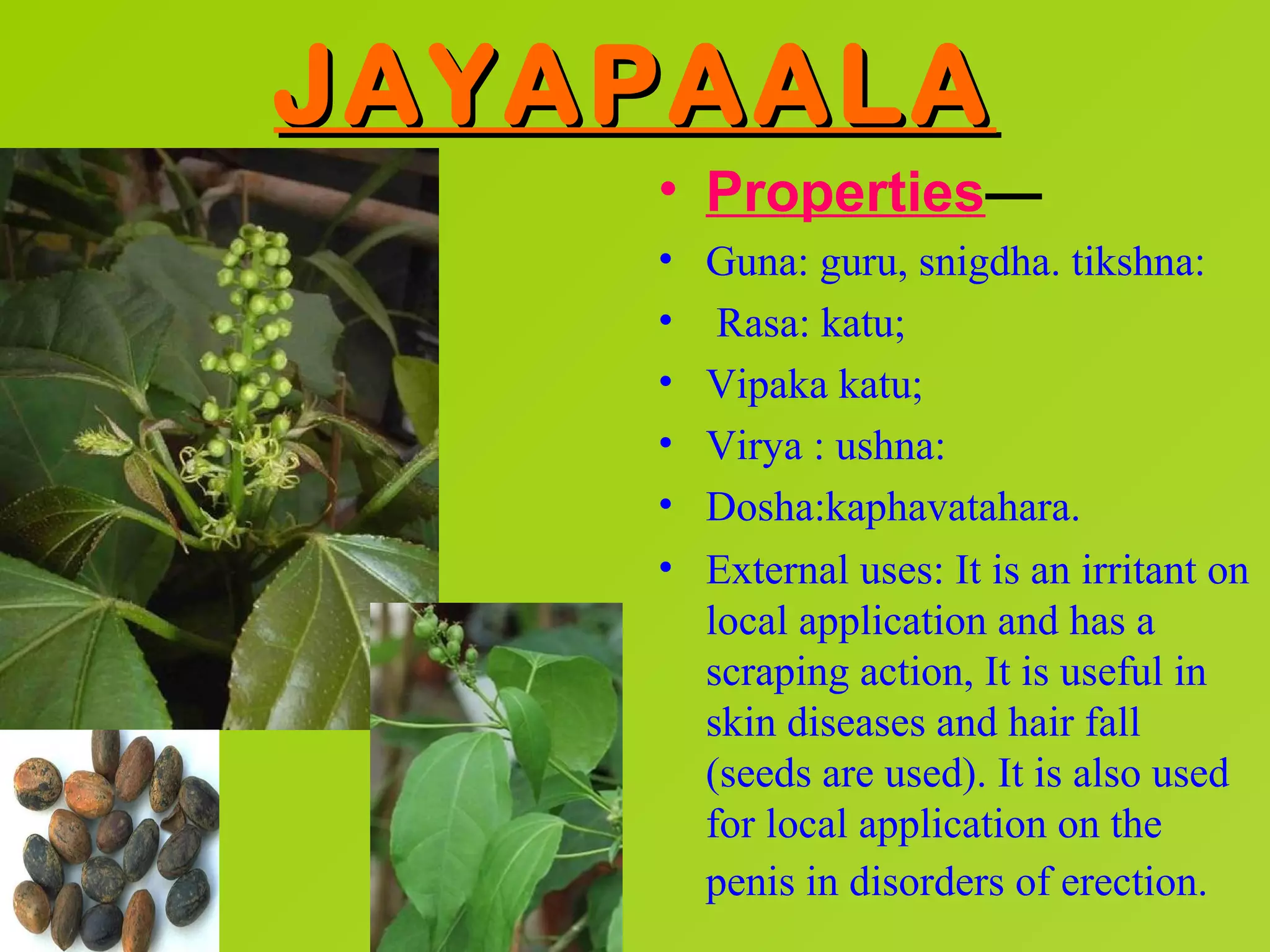 JAYAPAALA
    • Properties—
    •   Guna: guru, snigdha. tikshna:
    •    Rasa: katu;
    •   Vipaka katu;
    •   Virya : ushna:
    •   Dosha:kaphavatahara.
    •   External uses: It is an irritant on
        local application and has a
        scraping action, It is useful in
        skin diseases and hair fall
        (seeds are used). It is also used
        for local application on the
        penis in disorders of erection.
 