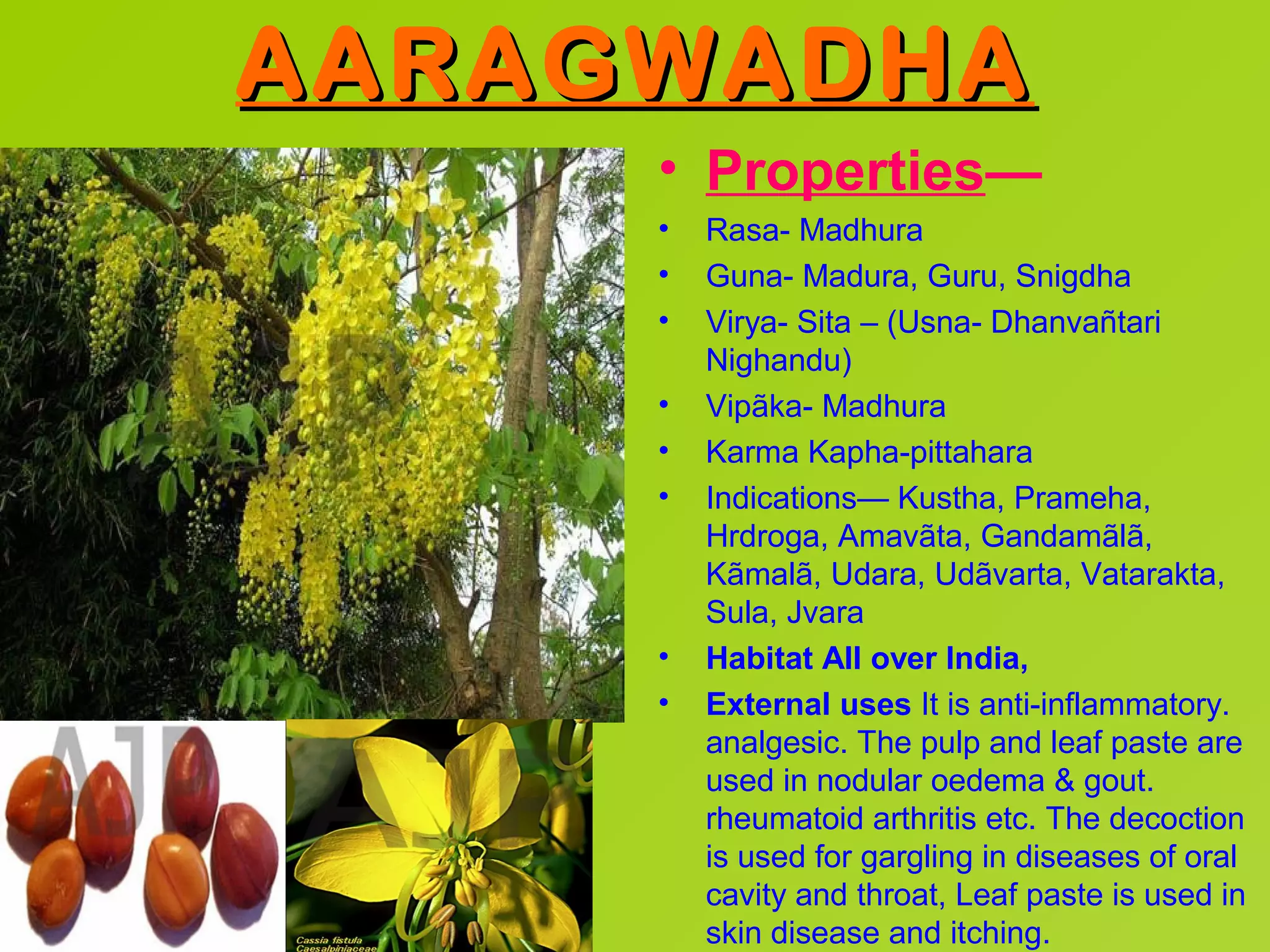 AARAGWADHA
     • Properties—
     •   Rasa- Madhura
     •   Guna- Madura, Guru, Snigdha
     •   Virya- Sita – (Usna- Dhanvañtari
         Nighandu)
     •   Vipãka- Madhura
     •   Karma Kapha-pittahara
     •   Indications— Kustha, Prameha,
         Hrdroga, Amavãta, Gandamãlã,
         Kãmalã, Udara, Udãvarta, Vatarakta,
         Sula, Jvara
     •   Habitat All over India,
     •   External uses It is anti-inflammatory.
         analgesic. The pulp and leaf paste are
         used in nodular oedema & gout.
         rheumatoid arthritis etc. The decoction
         is used for gargling in diseases of oral
         cavity and throat, Leaf paste is used in
         skin disease and itching.
 
