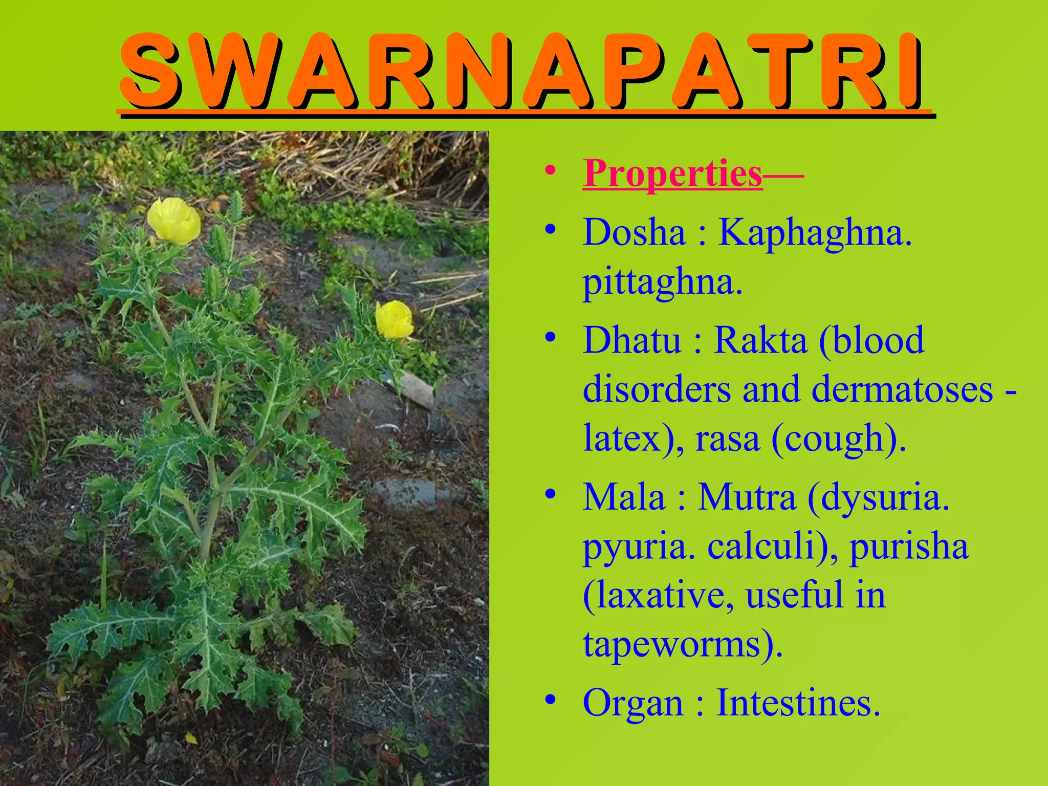 SWARNAPATRI
     • Properties—
     • Dosha : Kaphaghna.
       pittaghna.
     • Dhatu : Rakta (blood
       disorders and dermatoses -
       latex), rasa (cough).
     • Mala : Mutra (dysuria.
       pyuria. calculi), purisha
       (laxative, useful in
       tapeworms).
     • Organ : Intestines.
 