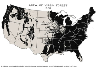 At the time of European settlement in North America, primary (or virgin) forests covered nearly all of the East Coast. 
