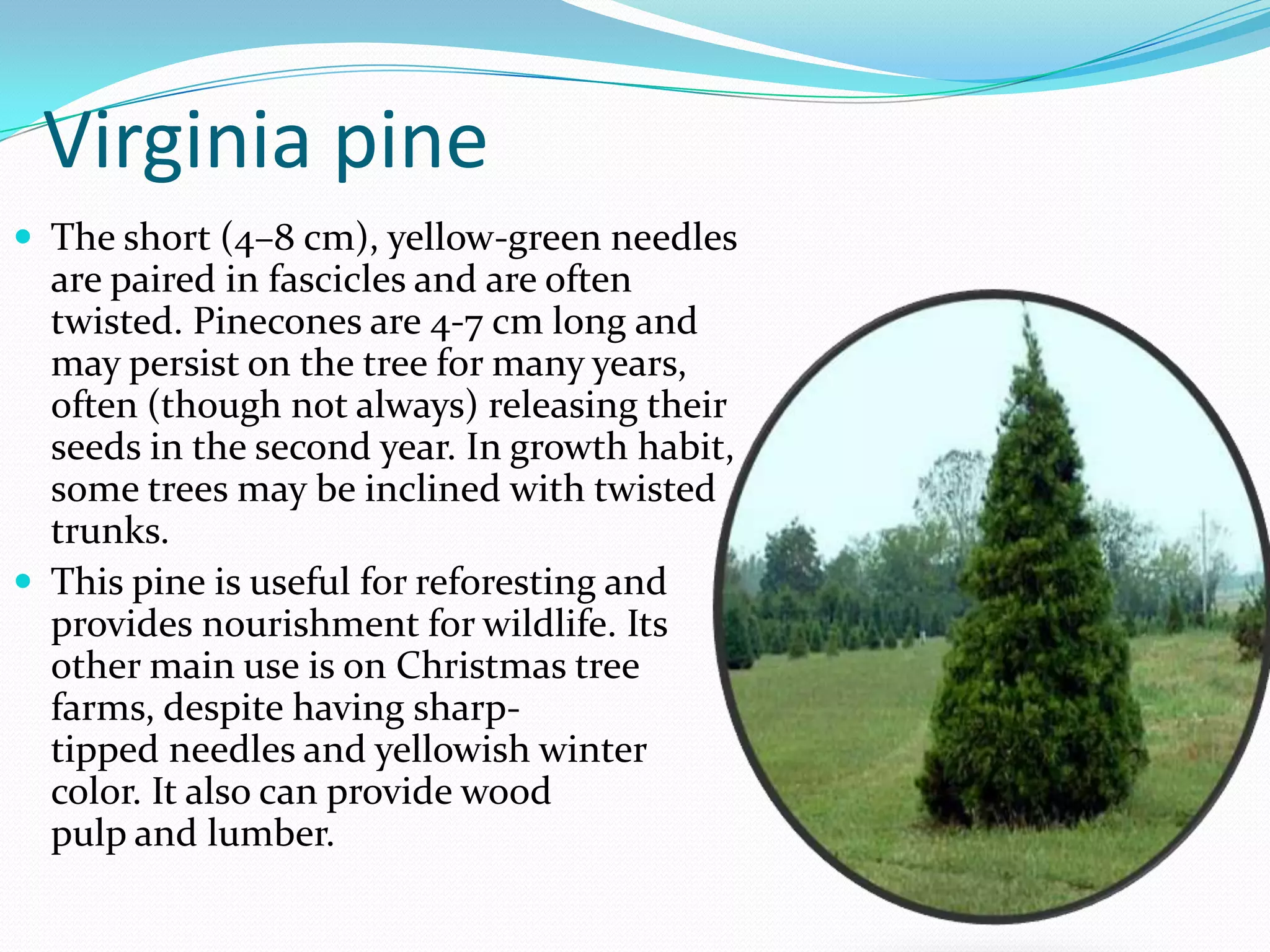 Virginia pine
 The short (4–8 cm), yellow-green needles
  are paired in fascicles and are often
  twisted. Pinecones are 4-7 cm long and
  may persist on the tree for many years,
  often (though not always) releasing their
  seeds in the second year. In growth habit,
  some trees may be inclined with twisted
  trunks.
 This pine is useful for reforesting and
  provides nourishment for wildlife. Its
  other main use is on Christmas tree
  farms, despite having sharp-
  tipped needles and yellowish winter
  color. It also can provide wood
  pulp and lumber.
 