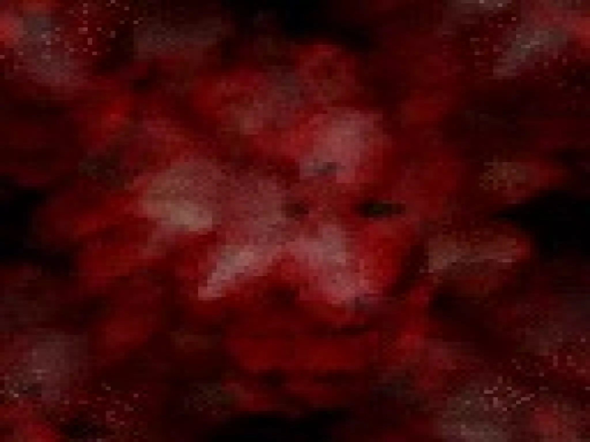 Virginia Tech Evil | PPT | Free Download