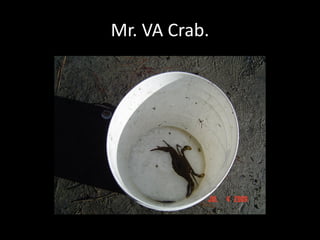 Mr. VA Crab.
 