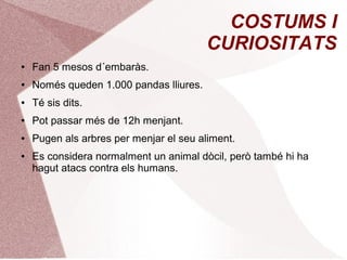 COSTUMS I
CURIOSITATS
● Fan 5 mesos d´embaràs.
● Només queden 1.000 pandas lliures.
● Té sis dits.
● Pot passar més de 12h menjant.
● Pugen als arbres per menjar el seu aliment.
● Es considera normalment un animal dòcil, però també hi ha
hagut atacs contra els humans.
 