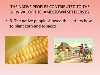 THE NATIVE PEOPLES CONTRIBUTED TO THE 
SURVIVAL OF THE JAMESTOWN SETTLERS BY: 
• 3. The native people showed the settlers how 
to plant corn and tobacco 
 