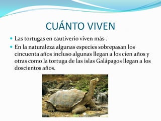 CUÁNTO VIVEN
 Las tortugas en cautiverio viven más .
 En la naturaleza algunas especies sobrepasan los
 cincuenta años incluso algunas llegan a los cien años y
 otras como la tortuga de las islas Galápagos llegan a los
 doscientos años.
 