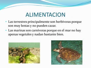 ALIMENTACION
• Las terrestres principalmente son herbívoras porque
  son muy lentas y no pueden cazar.
• Las marinas son carnívoras porque en el mar no hay
  apenas vegetales y nadan bastante bien.
 