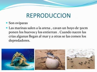 REPRODUCCION
 Son ovíparas
 Las marinas salen a la arena , cavan un hoyo de 50cm
 ponen los huevos y los entierran . Cuando nacen las
 crías algunas llegan al mar y a otras se las comen los
 depredadores.
 