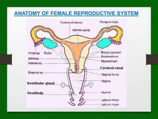 defloration before after Cherokee Women's Health