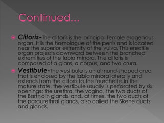  Clitoris-The clitoris is the principal female erogenous
organ. It is the homologue of the penis and is located
near the superior extremity of the vulva. This erectile
organ projects downward between the branched
extremities of the labia minora. The clitoris is
composed of a glans, a corpus, and two crura.
 Vestibule-The vestibule is an almond-shaped area
that is enclosed by the labia minora laterally and
extends from the clitoris to the fourchette.In the
mature state, the vestibule usually is perforated by six
openings: the urethra, the vagina, the two ducts of
the Bartholin glands, and, at times, the two ducts of
the paraurethral glands, also called the Skene ducts
and glands.
 