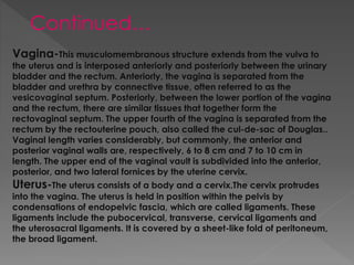 Continued…
Vagina-This musculomembranous structure extends from the vulva to
the uterus and is interposed anteriorly and posteriorly between the urinary
bladder and the rectum. Anteriorly, the vagina is separated from the
bladder and urethra by connective tissue, often referred to as the
vesicovaginal septum. Posteriorly, between the lower portion of the vagina
and the rectum, there are similar tissues that together form the
rectovaginal septum. The upper fourth of the vagina is separated from the
rectum by the rectouterine pouch, also called the cul-de-sac of Douglas..
Vaginal length varies considerably, but commonly, the anterior and
posterior vaginal walls are, respectively, 6 to 8 cm and 7 to 10 cm in
length. The upper end of the vaginal vault is subdivided into the anterior,
posterior, and two lateral fornices by the uterine cervix.
Uterus-The uterus consists of a body and a cervix.The cervix protrudes
into the vagina. The uterus is held in position within the pelvis by
condensations of endopelvic fascia, which are called ligaments. These
ligaments include the pubocervical, transverse, cervical ligaments and
the uterosacral ligaments. It is covered by a sheet-like fold of peritoneum,
the broad ligament.
 