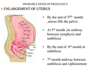 PROBABLE SIGNS OF PREGNANCY
 ENLARGEMENT OF UTERUS
• By the end of 3RD month
,uterus fills the pelvis
• At 5th month ,its midway
between symphysis and
umbilicus
• By the end of 6th month at
umbilicus
• 7th month midway between
umbilicus and xiphisternum
 