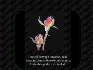 Az eső lényege ugyanaz, de a mocsarakban a töviseket növeszti, a kertekben pedig a virágokat.  