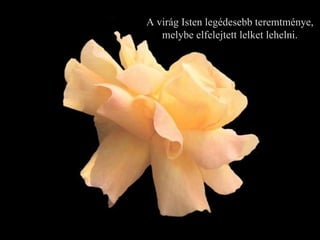A virág Isten legédesebb teremtménye, melybe elfelejtett lelket lehelni. 