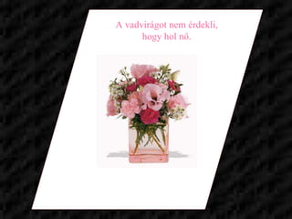 A vadvirágot nem érdekli, hogy hol nő. 