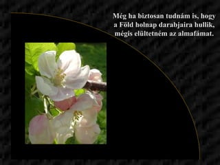 Még ha biztosan tudnám is, hogy a Föld holnap darabjaira hullik, mégis elültetném az almafámat. 