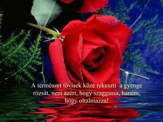 A természet tövisek közé rekeszti  a gyenge rózsát, nem azért, hogy szaggassa, hanem, hogy oltalmazza! 