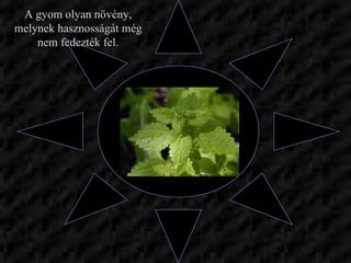 A gyom olyan növény, melynek hasznosságát még nem fedezték fel. 