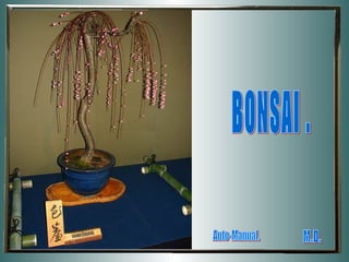 Virágzó bonsai