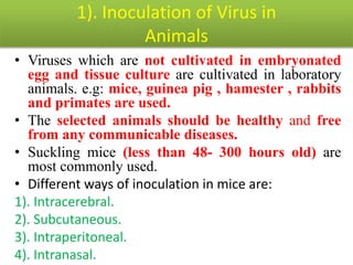 1). Inoculation of Virus in
Animals
• Viruses which are not cultivated in embryonated
egg and tissue culture are cultivated in laboratory
animals. e.g: mice, guinea pig , hamester , rabbits
and primates are used.
• The selected animals should be healthy and free
from any communicable diseases.
• Suckling mice (less than 48- 300 hours old) are
most commonly used.
• Different ways of inoculation in mice are:
1). Intracerebral.
2). Subcutaneous.
3). Intraperitoneal.
4). Intranasal.
 