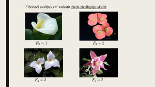 Fibonači skaitļus var saskatīt zieda ziedlapiņu skaitā.
 