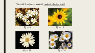Fibonači skaitļus var saskatīt zieda ziedlapiņu skaitā.
 