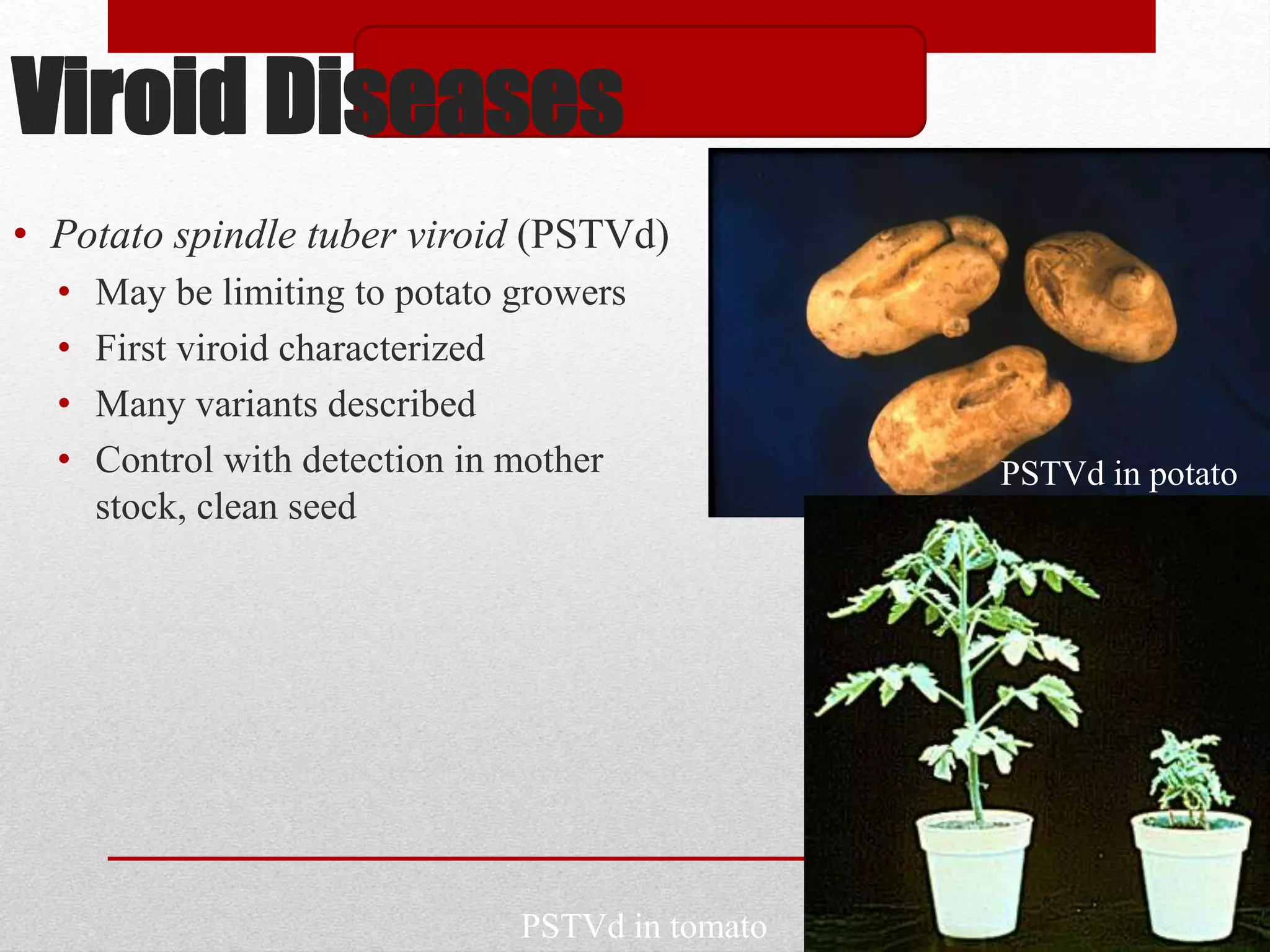Viroid Diseases
• Potato spindle tuber viroid (PSTVd)
• May be limiting to potato growers
• First viroid characterized
• Many variants described
• Control with detection in mother
stock, clean seed
PSTVd in tomato
PSTVd in potato
 