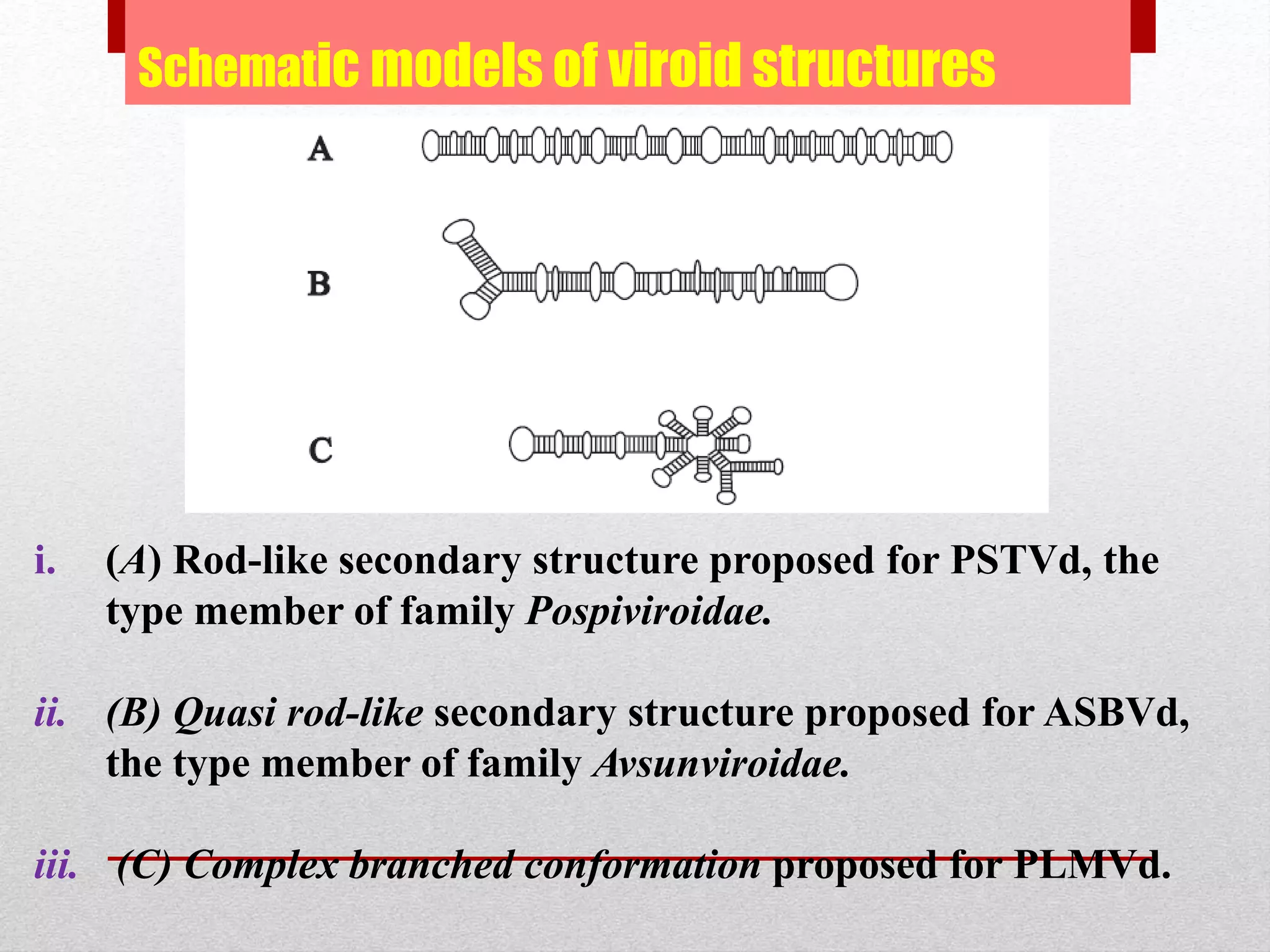 Schematic models of viroid structures
i. (A) Rod-like secondary structure proposed for PSTVd, the
type member of family Pospiviroidae.
ii. (B) Quasi rod-like secondary structure proposed for ASBVd,
the type member of family Avsunviroidae.
iii. (C) Complex branched conformation proposed for PLMVd.
 