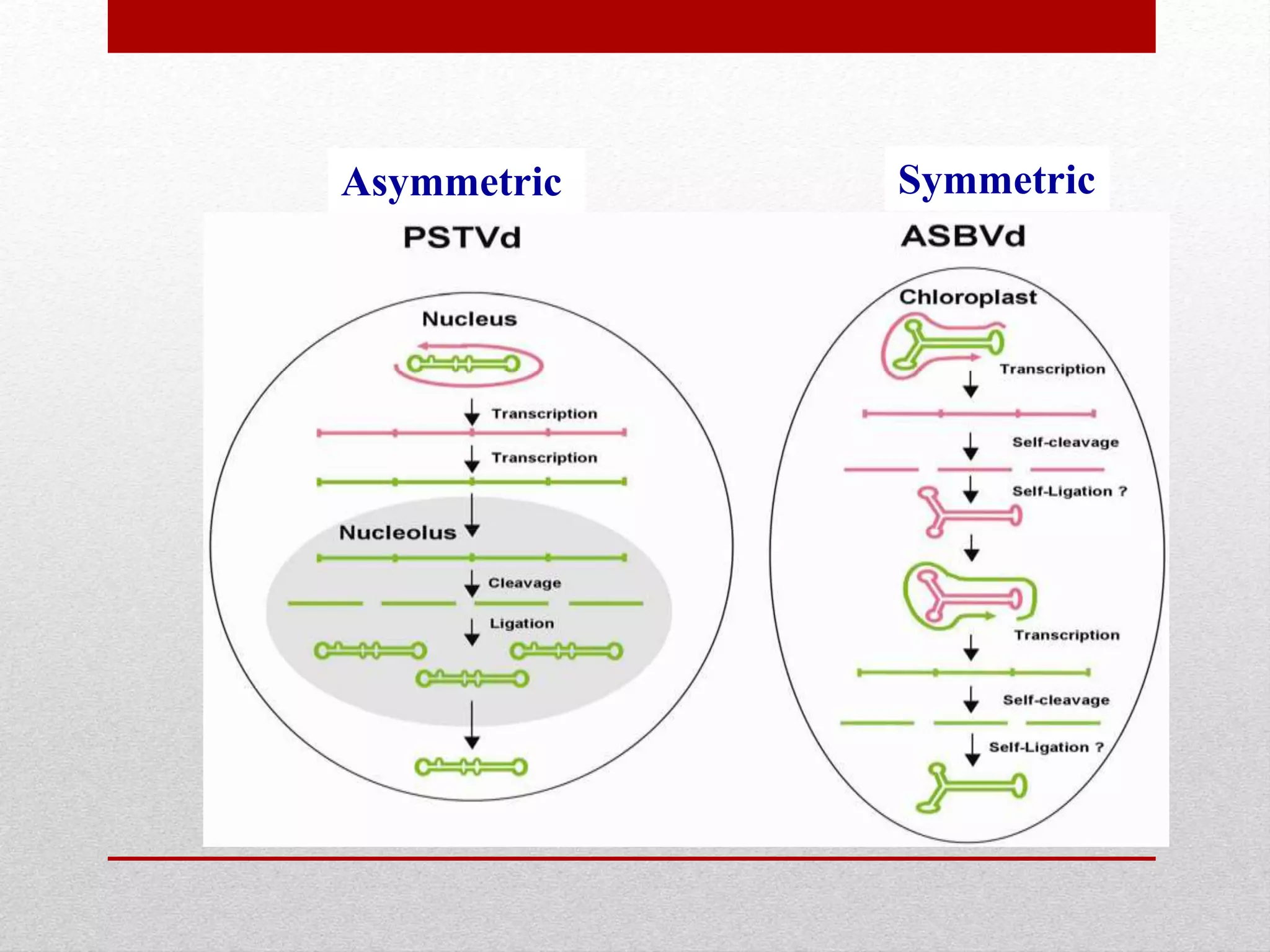 Asymmetric Symmetric
 