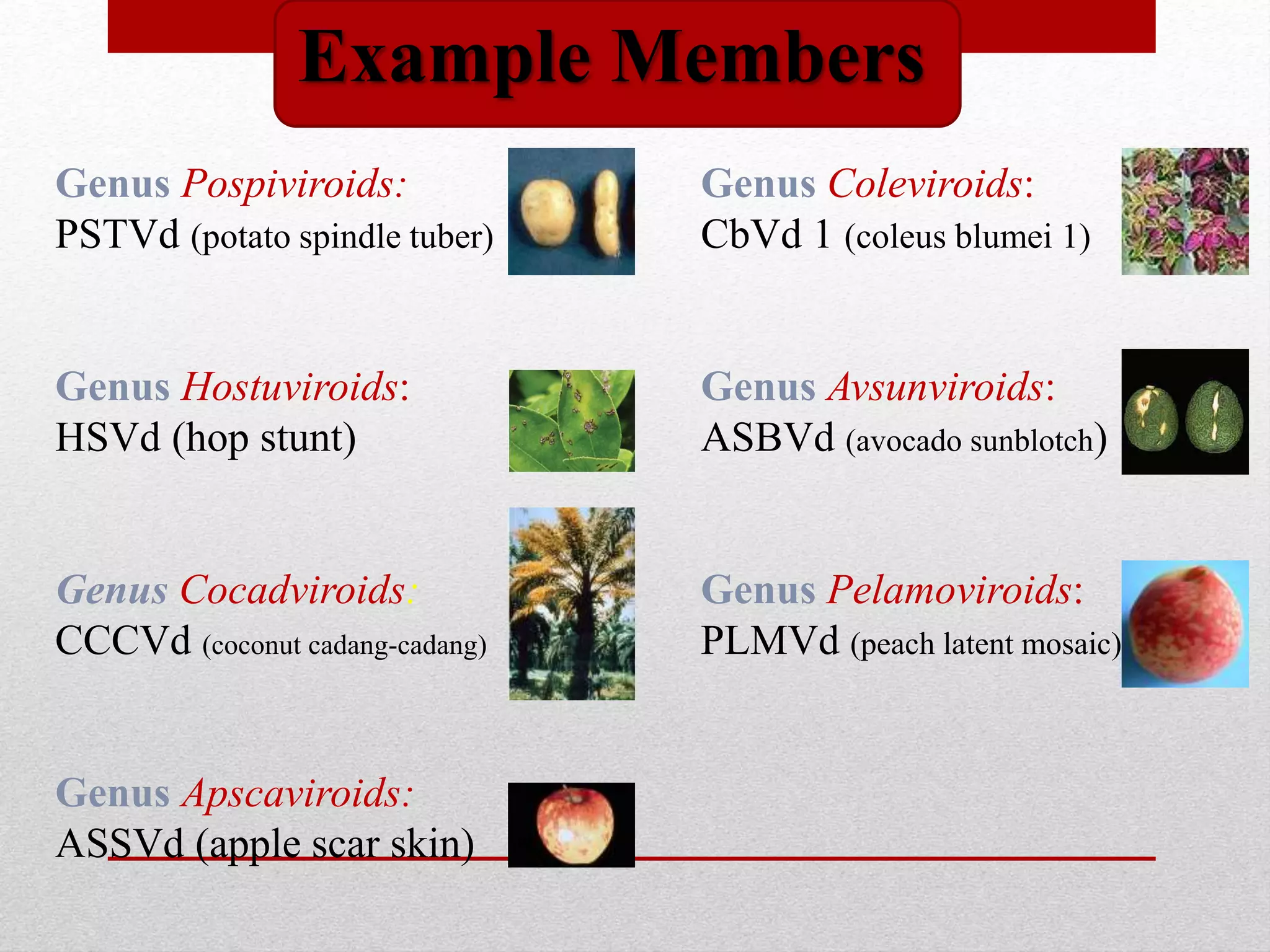 Example Members
Genus Pospiviroids:
PSTVd (potato spindle tuber)
Genus Hostuviroids:
HSVd (hop stunt)
Genus Cocadviroids:
CCCVd (coconut cadang-cadang)
Genus Apscaviroids:
ASSVd (apple scar skin)
Genus Coleviroids:
CbVd 1 (coleus blumei 1)
Genus Avsunviroids:
ASBVd (avocado sunblotch)
Genus Pelamoviroids:
PLMVd (peach latent mosaic)
 