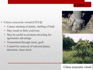 • Citrus exocortis viroid (CEVd)
• Causes stunting of plants, shelling of bark
• May result in little yield loss
• May be useful to promote dwarfing for
agronomic advantage
• Transmitted through stock, graft
• Control by removal of infected plants,
detection, clean stock
Citrus exocortis viroid
Contd…..
 