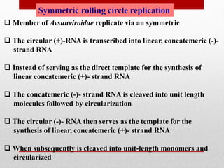 Symmetric rolling circle replication
 Member of Avsunviroidae replicate via an symmetric
 The circular (+)-RNA is transcribed into linear, concatemeric (-)-
strand RNA
 Instead of serving as the direct template for the synthesis of
linear concatemeric (+)- strand RNA
 The concatemeric (-)- strand RNA is cleaved into unit length
molecules followed by circularization
 The circular (-)- RNA then serves as the template for the
synthesis of linear, concatemeric (+)- strand RNA
 When subsequently is cleaved into unit-length monomers and
circularized
 