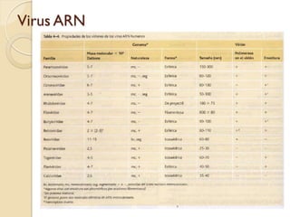 Virus ARN
 