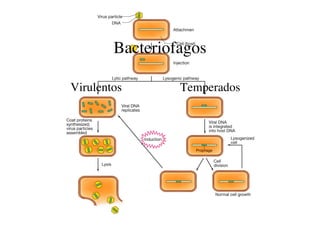 Clase Virología.