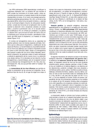 V IROLOGÍA CLÍNICA
Las ARN polimerasas (ARN dependientes) constituyen la
maquinaria replicativa viral. La proteína NP que recubre al
ARN cumple sus funciones en el núcleo celular y tiene se-
cuencias que promueven su traslado desde el sitio de síntesis
citoplasmático al núcleo. En el manto viral emergen aproxima-
damente quinientas glicoproteínas: HA y NA. La HA es la más
abundante (80%), tiene forma de bastón trimérico y -además
de ser el principal antígeno inductor de anticuerpos neutrali-
zantes- cumple dos funciones en la replicación viral: la unión
durante la adsorción viral a receptores celulares con ácido
siálico y durante la penetración viral, en la vacuola endocí-
tica acidificada la HA, es cortada por proteasas y se genera
un péptido (HA1) que promueve la fusión del manto viral con
la membrana de la vacuola de inclusión, permitiendo la libe-
ración del ARN hacia el citoplasma y su traslado al núcleo
celular (Figura 12-2).
El nombre de hemaglutinina deriva de su capacidad de
aglutinar glóbulos rojos de diversas especies animales, fenó-
meno que se utiliza para el diagnóstico y clasificación de las
cepas de influenza. La neuraminidasa es una proteína tetramé-
rica en forma de callampa que cumple la importante función
de cortar la unión del ácido siálico celular a la hemaglutinina
viral durante la salida del virus de la célula infectada, permi-
tiendo la liberación de partículas virales al medio extracelular
y evitando la aglutinación de los nuevos virus o su adsorción
a las células vecinas. En la naturaleza se han descrito muchas
hemaglutininas y neuraminidasas, pero en la especie humana
sólo se detectan tres hemaglutininas (H1 , H2, H3) y dos neu-
raminidasas (N1, N2), las que permiten definir el "subtipo" del
virus influenza.
La nomenclatura de los virus influenza que permite en-
tender la composición de las vacunas es la siguiente. Se es-
pecifica el tipo de virus (A, B), el lugar de origen de la cepa, el
135Á
Figura 12·2. Estructura de la hemaglutinina de virus influenza. Las subuni-
dades Hl tienen los sitios de uriión al receptor celular y zonas antigénicas neu-
tralizables. Luego, por acción de las proteasas se cortan y abren, emergiendo las
subunidades H2, que actúan como péptido de fusión.
número de la cepa en el laboratorio donde primero creció, el
año de aislamiento, y el subtipo de hemaglutinina y neurami-
nidasa del virus A. Cuando el origen es animal, se agrega la
especificación junto al tipo viral. Ej.: A /Sydney/05/97(H3N2);
Asw/New Yersey/76 (Hsw1 N1), en este último ejemplo se tra-
taría del virus Influenza A, identificado en el estado de New
Jersey, el año 1976, con la hemaglutinina 1 del cerdo y neu-
raminidasa 1.
Variación genética. La variación antigénica, observada
especialmente en virus influenza A, se explica por dos meca-
nismos. Primero, las ARN polimerasas (ARN dependientes)
constituyen la maquinaria replicativa viral y tienen cierto grado
de inexactitud en el proceso de transcripción del ARN, esti-
mándose que cometen un error cada 10.000 bases, sin que
exista posteriormente un proceso enzimático reparativo, como
verdaderamente ocurre en la replicación del ADN. Estas va-
riaciones menores (dríft) pueden derivar en cambios de poli-
péptidos, como se observa en la HA, que de 250 aminoácidos
experimenta dos a tres sustituciones cada año. De la acumu-
lación de estas mutaciones puntuales pueden resultar tanto
virus no viables como nuevas cepas con capacidad infectiva,
las que en tres a cinco años pueden predominar y representar
variantes contra las cuales la población local tiene sólo inmu-
nidad parcial.
El segundo mecanismo de variación se basa en dos hechos
biológicos relevantes: la fragmentación del genoma viral y
la existencia de reservorio animal de virus influenza A. En
efecto, el hospedero natural del virus son las aves acuáticas
silvestres (patos, gansos, playeras, gaviotas y otras). En ellas,
el virus se multiplica en el sistema digestivo y se disemina por
las deposiciones, pudiendo contagiar otras aves silvestres y
domésticas (pollos, pavos, patos), mamíferos acuáticos (focas,
ballenas) y terrestres (hombres, caballos, vacunos, felinos, cer-
dos). En aves se han encontrado todas las variedades de HA
(1 a 16) y de NA (1 a 9), pero sólo las cepas con HA 1 a 3 y
NA 1 y 2 se han adaptado al hombre. Existe una barrera -de-
pendiente del tipo de aminoácidos presentes en los bolsillos
en la cabeza de las HA (receptor bíndíng sítes) encargados
de la unión específica a los receptores celulares con ácido siá-
lico- que dificulta la replicación viral en hospederos de otras
especies. Esta barrera puede excepcionalmente romperse y
un virus de ave infectar a un ser humano, como ocurrió en la
pandemia de 1918 (H1 N1) y en brotes limitados de influenza
aviar (H5N1, H7N7).
La transmisión desde un animal al ser humano podría ha-
cerse también a través de un huésped intermediario que sufra
la infección simultánea por dos virus de distinto origen y que
durante el proceso de replicación experimente una mezcla o
"reordenamiento" (reassortant) de segmentos de los virus in-
fectantes (shíft) . El cerdo habría cumplido este papel en las
pandemias de 1957 (H2N2) y 1968 (H3N2), las que se ori-
ginaron en China, donde el contacto estrecho con animales
domésticos es habitual (Figura 12-3).
Epidemiología
Los virus influenza han producido epidemias en todo el mundo
y ocasionalmente pandemias. A partir del siglo XVIII es posi-
ble encontrar relatos históricos de pandemias que se habrían
originado en Asia, preferentemente en China. Las del siglo xx
 