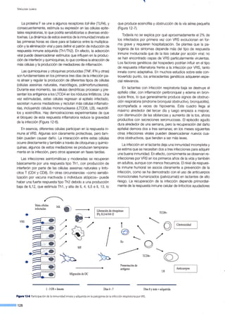 V IROLOGÍA CLÍNICA
La proteína F se une a algunos receptores to/1-/ike (TLR4), y
consecuentemente, estimula su expresión en las células epite-
liales respiratorias, lo que podría sensibilizarlas a diversas endo-
toxinas. La dinámica de estos eventos de la inmunidad innata en
las primeras horas es clave para el balance entre la multiplica-
ción y la eliminación viral y para definir el patrón de inducción de
respuesta inmune adquirida (Th1ffh2). En efecto, la adsorción
viral puede desencadenar estímulos que influyen en la produc-
ción de interferón y quimioquinas, lo que conlleva la atracción de
más células y la producción de mediadores de inflamación.
Las quimioquinas y citoquinas producidas (TNF, IFN y otras)
son fundamentales en los primeros tres días de la infección pa-
ra atraer y regular la producción de diferentes tipos de células
(células asesinas naturales, macrófagos, polimorfonucleares).
Durante ese momento, las células dendríticas procesan y pre-
sentan los antígenos a los LTCD4 en los nódulos linfáticos. Una
vez estimuladas, estas células regresan al epitelio infectado,
secretan nuevos mediadores y reclutan más células inflamato-
rias, incluyendo células mononucleares (LTCD8, LB), neutrófi-
los y eosinófilos. Hay demostraciones experimentales de que
el bloqueo de esta respuesta inflamatoria reduce la gravedad
de la infección (Figura 12-6).
En esencia, diferentes células participan en la respuesta in-
mune al VRS. Algunas son claramente protectivas, pero tam-
bién pueden causar daño. La interacción entre estas células
ocurre directamente y también a través de citoquinas y quimio-
quinas; algunos de estos mediadores se producen temprana-
mente en la infección, pero otros aparecen en fases tardías.
Las infecciones asintomáticas y moderadas se recuperan
básicamente por una respuesta tipo Th1 , con producción de
interferón por parte de las células asesinas naturales y linfo-
citos T (CD4 y CD8). En otras circunstancias -como sensibi-
lización por vacuna inactivada o individuos atópicos- puede
haber una fuerte respuesta tipo Th2 debido a una producción
baja de IL12, que estimula Th1 , y alta de IL 4, IL5 e IL 13, lo
que produce eosinofilia y obstrucción de la vía aérea pequeña
(Figura 12-7).
Todavía no se explica por qué aproximadamente el 2% de
los infectados por primera vez con VRS evolucionan en for-
ma grave y requieren hospitalización. Se plantea que la pa-
togenia de los síntomas depende más del tipo de respuesta
inmune involucrada que de la lisis celular por acción viral; no
se han encontrado cepas de VRS particularmente virulentas.
Los factores genéticos del hospedero podrían influir en el tipo
de respuesta inflamatoria frente a la infección por VRS, tanto
innata como adaptativa. En muchos estudios sobre este con-
trovertido punto, los antecedentes genéticos adquieren espe-
cial relevancia.
En lactantes con infección respiratoria baja se destruye el
epitelio ciliar, con inflamación peribronquial y edema en bron-
quios finos, lo que generalmente produce signos de obstruc-
ción respiratoria (síndrome bronquial obstructivo, bronquiolitis),
acompañada a veces de hipoxemia. Este cuadro llega al
máximo alrededor del tercer día y luego empieza a mejorar,
con disminución de las sibilancias y aumento de la tos, ahora
productiva con secreciones seromucosas. El episodio agudo
dura alrededor de una semana, pero la recuperación del daño
epitelial demora dos a tres semanas; en los meses siguientes
otras infecciones virales pueden desencadenar nuevos cua-
dros obstructivos, que tienden a ser más leves.
La infección en el lactante deja una inmunidad incompleta y
se estima que se necesitan dos a tres infecciones para adquirir
una buena inmunidad. En efecto, comúnmente se observan re-
infecciones por VRS en los primeros años de la vida y también
en adultos, aunque con menos frecuencia. El nivel de respues-
ta inmune humoral se asocia claramente a prevención de la
infección, como se ha demostrado con el uso de anticuerpos
monoclonales humanizados (palivizumab) en lactantes de alto
riesgo. La recuperación de la infección depende primordial-
mente de la respuesta inmune celular de linfocitos ayudadores
Matacélulas
infectadas
Liberación decitoquinas:
TCD8+
IFy, IL2-4-5-8-12
VRS
.....~
..··
MF
1
Migración deDC
1-3DS= Innata Días4-7
Eo
Presentación de
antígeno
Citotoxicidad
/
~
TCD4+
cQ)
LB
/ Anticuerpos
Días 8ymás = adquirida
Figura 12·6.Participación de la inmunidad innata y adquirida en la patogeniade la infección respiratoria por VRS.
--·128
 