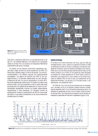 Figura 12-7. Respuesta inmune defen-
siva (Thl) y deletérea (Th2) ante una
-infección por VRS.
CD4 (LTh) y citotóxicos CD8 (LTc), la cual habitualmente es de
tipo Th1 , de carácter defensivo. Si el balance en la respuesta
celular es de tipo Th2, se produce una respuesta inflamatoria
característica del asma y la atopia.
En adultos se han descrito infecciones respiratorias agu-
das altas y bajas durante los brotes epidémicos de VRS, con
frecuencias variables según la forma de estudio. Los inmune-
comprometidos y los adultos mayores son particularmente
susceptibles. Los signos de infección por VRS no son pa-
tognomónicas y no permiten diferenciarlos de otra etiología,
a diferencia del niño, en que es característico un brote de in-
fecciones respiratorias obstructivas. En adultos normales suele
producir rinitis y tos que progresan en tres a cuatro días hacia
tos productiva con presencia de sibilancias; en casos con en-
fermedades respiratorias crónicas se pueden desencadenar
reactivaciones y crisis asmáticas. Un creciente número de
publicaciones muestra la participación del VRS en neumonías
del adulto, lo que debe considerarse en las recomendaciones
actuales para su manejo.
CAPÍTULO 12 - INFECCIONES VIRALES RESPIRATORIAS
Epidémiología
El hombre es el único transmisor del virus, pues los VRS de
animales (bovino, ovino, caprino) no afectan al hombre. El VRS
se distribuye en todo el mundo y constituye una infección obli-
gada de la infancia, pues los estudios serológicos han demos-
trado que a los dos años de edad prácticamente todos ya han
tenido contacto con el VRS. En los países de clima templado
se presenta en brotes epidémicos en otoño tardío, invierno y
primavera, que duran tres a cinco meses; en los climas tropi-
cales se detecta VRS en todo el año, con predominio en las
estaciones lluviosas. Los grupos A y B circulan juntos o con
alternancia, con predominio del A.
En Chile del 1% al 2% de las primoinfecciones se hospitali-
zan, y de ellas, el5% al7% requiere cuidado intensivo; la letali-
dad es alrededor del O,1% en lactantes previamente sanos. Se
presenta en epidemias de tres a cinco meses, todos los años,
en épocas frías. Con frecuencia la magnitud de los brotes so-
brepasa la capacidad de atención hospitalaria (Figura 12-8).
80 1--------------------------- ----------------------------------------------------------
70 _~------------~1~99~4 _ _ _~19~96~_ _ _1~99~s _ _ _ _~zo~oo____Tz~oo~z--~~
200419r
60
·~-+-n -,1~w9o.--~-~1:AA92--~~~ -~--.-,99-s-~--
1-
99-
7 -,r--_-J99-9-~r---~ z-oo-I~----,
20-
03--
: ~~~~~~/-~~---I+-~A --~--~~~-~1/1r =: =:/ ~~~~
30 -h--1-+-1-t--.t--+--+--H/---------1 ~  1 ~ 1 '   1
 ,"' M;, 1 1  ' _ _¡_ j   t
_ : : 1~1 ~ ( n ~ J_j_l¡  ; ~ J 1 '-L ?-
1
/  l- lr--1----1_--~--
, ._ ~ ~ JL N~ ~~~~VL}X~ J~
1 234 1 23 41 234 12 3 4 1 2 341 2 34 12 34 1 2341234 1 234 1 234 1 2341234 1 234 1 234
Avendaño y cols.
~ADV - VRS ~ FLU - PI
Figura 12-8.Detección de virus respiratorios en lactantes menores de dos años hospitalizados por infección respiratoriaaguda baja.Santiago, Chile, 1989 -2004.
129 - - - -
 