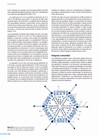 VIROLOGÍA CLÍNICA
(A-G), definidos por estudios de homología genética del ADN
viral, capacidad de aglutinar glóbulos rojos y por neutralización
con antisueros tipo-específicos (Tabla 12-5).
Los adenovirus son virus icosaédricos desnudos de 70 a
100 nm de diámetro que poseen un genoma de ADN linear
de doble hebra, de 36-38 kpb. La cápside está formada por
252 subunidades proteicas o capsómeros, de los cuales 240
conforman las veinte caras (hexones) y doce se disponen en
los doce vértices (pentones). Cada pentón está constituido por
una base y una fibra que protruye hacia el exterior del virión
(Figura 12-9).
Las subunidades proteicas estructurales del virión son siete:
polipéptidos 11 , 111 , lila, IV, VI, VIII y IX. Tres moléculas de poli-
péptido 11 conforman un hexón; cinco copias del polipéptido
111 constituyen la base del pentón y el polipéptido IV forma la
fibra, proteína trimérica que emerge al exterior. Los polipépti-
dos VI, VIII y IX también conforman la cápside y se asocian a
la proteína del hexón y a las proteínas internas del core, dán-
dole estabilidad a la estructura. El core o nucleocápsula está
constituido por el genoma viral y cuatro proteínas: polipéptidos
VIl, V, proteína mu y una proteína terminal. El polipéptido VIl en-
vuelve al ADN viral, el polipéptido V se une al pentón y sirve de
puente entre el core y la cápside viral. La proteína terminal de
55 kdDa está unida covalentemente a la posición 5' terminal
del ADN viral y participa en el inicio de su replicación.
La replicación de un ciclo viral tarda aproximadamente 32
a 36 horas y produce aproximadamente 10.000 nuevos virio-
nes según el tipo de célula que infecte. El virus se adsorbe
por medio de la fibra (pentón) al receptor celular, una proteína
conocida como CAR (receptor de Coxsackie y adenovirus), y
posteriormente cambia la conformación del pentón y expone
un segundo sitio de interacción, entre la base del pentón y una
integrina celular av, la que actúa como correceptor e induce
la formación de una vesícula endocítica. El denudamiento del
ADN se produce por un cambio de pH en la vesícula que des-
Figura 12-9. Esquema de la estructura del adenovirus
que muestra el ADN central y las diversas proteínas
que forman la nucleocápsula y la cápsulaicosaédrica.
o-.--- 132
estabiliza la cápside y libera la nucleocápsula al citoplasma,
que luego es transportada al núcleo, donde el ADN penetra a
través de los poros.
El ADN viral tiene una gran capacidad de codificar gracias al
splicíng alternativo y a la superposición de secuencias que co-
difican para las proteínas virales. La transcripción de ambas
hebras de ADN viral por la ARN polimerasa 11 celular permite
la formación secuencial de ARN mensajeros que codifican pa-
ra proteínas tempranas "E" (ear/y) y tardías "L" (late). Acorde
con la secuencia de replicación, primero se generan alrede-
dor de doce proteínas tempranas no estructurales y luego de
la replicación del ADN viral, se producen las proteínas tardías
estructurales (L1 a L5). Las proteínas temprana E1A y E1 B ac-
túan como factores de transcripción para los genes tempranos
y son responsables de la transformación celular en roedores.
Curiosamente, una parte del genoma es transcrito por la ARN
polimerasa 111 de la célula, generando pequeños ARN, nece-
sarios para el splícíng de los ARN mensajeros. Las nuevas
partículas virales se ensamblan en el núcleo y la síntesis de
productos virales detiene progresivamente la maquinaria pro-
ductiva de la célula hospedera, determinando su lisis.
Patogenia e inmunidad
Los adenovirus pueden causar infecciones agudas líticas de
células epiteliales de mucosas, infecciones latentes en células
linfoides y tejido adenoideo y transformación celular en células
de roedores (Ej.: hámster), no en humanos. Las puertas de en-
trada más frecuentes son el epitelio nasofaríngeo, la conjuntiva
y el epitelio gastrointestinal. El contagio se produce por con-
tacto directo, generalmente por secreciones respiratorias aero-
solizadas o a través de manos contaminadas. La excreción de
algunos serotipos puede durar meses, particularmente desde
deposiciones, manteniendo una diseminación endémica vía
fecal-oral; las piscinas representan una fuente importante de
queratoconjuntivitis epidémica.
II
III
IV
····......lila
V
 