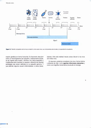 VIROLOG[A ClÍNICA
]~ cf @
*
Vi roides
priones
YCélulas Células Bacteria Poxvirus Virus Proteínas Pequeñas Átomos
vegetales animales
,----,1
ribosomas moléculas
¡----J ¡----J r------1 n
11111 1 1 1 111111 11 1 111111 11 1 111111111 111111 11 1 1111111 11 111111 11 1 1111111 1 1 Metros
10-2
(lcm)
10-3
(lmm)
Microscopio de luz
10-4 10-5 10-.;
(lpm)
Microscopio electrónico
10-7 10-,11 10-9 10-10
(lnm) (lÁ)
Rayos X
Resonancia nuclear
Figura 1-2. Tamaño comparativo de los virus en relación aotros seres vivos, sus componentes estructurales yla capacidad de visualizarlos.
mación genética en forma horizontal. Es fascinante descubrir
cómo un microorganismo tan pequeño y relativamente simple,
se las ingenia para invadir y dominar una célula específica y
multiplicarse para mantener su especie, utilizando las diversas
estrategias que vienen definidas en su pequeño genoma. Y
que además, algunos causen enfermedades, a veces devas-
tadoras. Ante esta realidad resulta ocioso discutir si los virus
son entes vivos.
En resumen, podemos considerar a los virus -forma mínima
y eficiente de vida- como agentes infecciosos relevantes y
como una magnífica herramienta de estudio en biología.
 