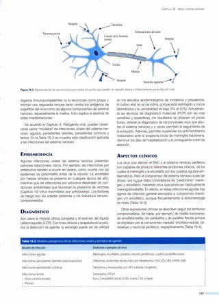 C APÍTULO 16 - V IRUS Y SISTEMA NERVIOSO
Sinapsis
Terminaciones del axón
Cuerpo de la neurona
(soma) Sinapsis
/
Figura 16-2. Representación de una neurona para mostrar los puntos que pueden ser dañados directa o indirectamente por la infección viral.
órganos inmunocompetentes no lo reconocen como propio y
montan una respuesta inmune tanto contra los antígenos de
superficie del virus como de algunos componentes del sistema
nervioso, especialmente la mielina. Esto explica la latencia de
estas manifestaciones.
De acuerdo al Capítulo 4: Patogenia viral, pueden obser-
varse varios "modelos" de infecciones virales del sistema ner-
vioso: agudos, persistentes latentes, persistentes crónicos y
lentos. En la Tabla 16-2 se muestra esta clasificación aplicada
a las infecciones del sistema nervioso.
EPIDEMIOLOGÍA
Algunas infecciones virales del sistema nervioso presentan
patrones estacionales claros. Por ejemplo, las infecciones por
enterovirus tienden a ocurrir en verano, como ocurría con las
epidemias de poliomielitis antes de la vacuna. La encefalitis
por herpes simplex se presenta en cualquier época del año,
mientras que las infecciones por arbovirus dependen de con-
diciones ambientales que favorecen la presencia de vectores
(Capítulo 19: Virus trasmitidos por artrópodos). Los factores
de riesgo son las edades extremas y los individuos inmuno-
comprometidos.
DIAGNÓSTICO
Son clave la historia clínica completa y el examen del líquido
cefalorraquídeo (LCR). Con fines clínicos y terapéuticos se prio-
riza la detección de agente; la serología puede ser de utilidad
en los estudios epidemiológicos de incidencia y prevalencia.
El cultivo viral no es de rutina, porque está restringido a pocos
laboratorios y su sensibilidad es baja (3% al 40%). Actualmen-
te las técnicas de diagnóstico molecular (PCR) son las más
sensibles y específicas, los resultados se obtienen en pocas
horas, ofrecen el diagnóstico de los principales virus que afec-
tan el sistema nervioso y a veces permiten el seguimiento de
la evolución. Además, permiten suspender los antimicrobianos
instaurados ante la sospecha inicial de meningitis bacteriana,
disminuir los días de hospitalización y el consiguiente costo de
atención.
AsPECTos cLíNicos
Los virus que afectan el SNC y el sistema nervioso periférico
son capaces de producir diferentes síndromes clínicos, de los
cuales la meningitis y la encefalitis son los cuadros agudos em-
blemáticos. Pero el compromiso del sistema nervioso suele ser
difuso, por lo. que debe considerarse de "predominio" menín-
geo o encefálico, habiendo virus que producen habitualmente
meningoencefalitis. En efecto, en estas infecciones agudas hay
signos de infección gen~ral asociados a compromiso menín-
geo y/o encefálico, aunque frecuentemente la sintomatología
es mixta (Tabla 16-3).
Otras expresiones clínicas se describen según los territorios
comprometidos. Se habla, por ejemplo, de mielitis transversa,
de encefalomielitis, de cerebelitis y de parálisis flácida porque
se expresan por el compromiso medular, encefalomedular, ce-
rebeloso y neuronal periférico, respectivamente (Tabla 16-4).
Tabla 16-2. Modelos patogénicos de las infecciones virales yejemplos de agentes
Modelo de Infección Síndrome oejemplos de virus
Infeccionesagudas Meningitis, encefalitis, parálisis; neuritisperiféricas; cuadros postinfecciosos
1nfeccionespersistenteslatentes (reactivaciones) Diferentessíndromes producidos por herpesvirus: HSV, VZV, EBV, HHV6, CMV
.
Infeccionespersistentes crónicas Demenciayneuropatías por VIH, rubéolacongénita
Infeccioneslentas Sarampión, HTLVl
• Virus convencionales Kuru,Creutzfeldt-Jacob (CJD), nueva CJD; scrapie
• Priones
197
 