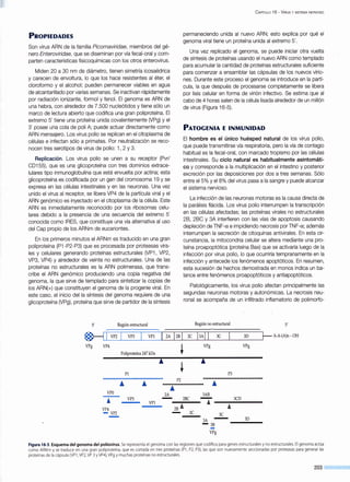 PROPIEDADES
Son virus ARN de la familia Pícornavírídae, miembros del gé-
nero Enterovírídae, que se diseminan por vía fecal-oral y com-
parten características fisicoquímicas con los otros enterovirus.
Miden 20 a 30 nm de diámetro, tienen simetría icosaédrica
y carecen de envoltura, lo que los hace resistentes al éter, el
cloroformo y el alcohol; pueden permanecer viables en agua
de alcantarillado por varias semanas. Se inactivan rápidamente
por radiación ionizante, formol y fenol. El genoma es ARN de
una hebra, con alrededor de 7.500 nucleótidos y tiene sólo un
marco de lectura abierto que codifica una gran poliproteína. El
extremo 5' tiene una proteína unida covalentemente (VPg) y el
3' posee una cola de poli A; puede actuar directamente como
ARN mensajero. Los virus polio se replican en el citoplasma de
células e infectan sólo a primates. Por neutralización se reco-
nocen tres serotipos de virus de polio: 1, 2 y 3.
Replicación. Los virus polio se unen a su receptor (Pvr/
CDI55), que es una glicoproteína con tres dominios extrace-
lulares tipo inmunoglobulina que está envuelta por actina; esta
glicoproteína es codificada por un gen del cromosoma 19 y se
expresa en las células intestinales y en las neuronas. Una vez
unido el virus al receptor, se libera VP4 de la partícula viral y el
ARN genómico es inyectado en el citoplasma de la célula. Este
ARN es inmediatamente reconocido por los ribosomas celu-
lares debido a la presencia de una secuencia del extremo 5'
conocida como IRES, que constituye una vía alternativa al uso
del Cap propio de los ARNm de eucariontes.
En los primeros minutos el ARNm es traducido en una gran
poliproteína (PI-P2-P3) que es procesada por proteasas vira-
les y celulares generando proteínas estructurales (VPI, VP2,
VP3, VP4) y alrededor de veinte no estructurales. Una de las
proteínas no estructurales es la ARN polimerasa, que trans-
cribe el ARN genómico produciendo una copia negativa del
genoma, la que sirve de templado para sintetizar la copias de
los ARN(+) que constituyen el genoma de la progenie viral. En
este caso, el inicio del la síntesis del genoma requiere de una
glicoproteína (VPg), proteína que sirve de partidor de la síntesis
5' Región estructural
C APÍTULO 16 - VIRUS Y SISTEMA NERVIOSO
permaneciendo unida al nuevo ARN; esto explica por qué el
genoma viral tiene un proteína unida al extremo 5'.
Una vez replicado el genoma, se puede iniciar otra vuelta
de síntesis de proteínas usando el nuevo ARN como templado
para acumular la cantidad de proteínas estructurales suficiente
para comenzar a ensamblar las cápsulas de los nuevos virio-
nes. Durante este proceso el genoma se introduce en la partí-
cula, la que después de procesarse completamente se libera
por lisis celular en forma de virión infectivo. Se estima que al
cabo de 4 horas salen de la célula lisada alrededor de un millón
de virus (Figura 16-5).
PATOGENIA E INMUNIDAD
El hombre es el único huésped natural de los virus polio,
que puede transmitirse vía respiratoria, pero la vía de contagio
habitual es la fecal-oral, con marcado tropismo por las células
intestinales. Su ciclo natural es habitualmente asintomáti-
co y corresponde a la multiplicación en el intestino y posterior
excreción por las deposiciones por dos a tres semanas. Sólo
entre el5% y el S% del virus pasa a la sangre y puede alcanzar
el sistema nervioso.
La infección de las neuronas motoras es la causa directa de
la parálisis flácida. Los virus polio interrumpen la transcripción
en las células afectadas; las proteínas virales no estructurales
28, 2BC y 3A interfieren con las vías de apoptosis causando
depleción de TNF-a e impidiendo necrosis por TNF-a; además
interrumpen la secreción de citoquinas antivirales. En esta cir-
cunstancia, la mitocondria celular se altera mediante una pro-
teína proapoptótica (proteína Bax) que se activaría luego de la
infección por virus polio, lo que ocurriría tempranamente en la
infección y antecede los fenómenos apoptóticos. En resumen,
esta sucesión de hechos demostrada en monos indica un ba-
lance entre fenómenos proapoptóticos y antiapoptóticos.
Patológicamente, los virus polio afectan principalmente las
segundas neuronas motoras y autonómicas. La necrosis neu-
ronal se acompaña de un infiltrado inflamatorio de polimorfo-
Región no estructural 3'
@-----1L.li_ v_P_2 ...J....___VP_3____¡__VP_l_____J._2_A___._I_2B___._I_2C-----'-1_3A...J....I.J....I_3C_....1,...___3D_ ____.~ A-A-(A)n- OH
VPg VP4
VPO
!
VP4
- VP2
Poliproteína 247 kDa
Pl
VP3
VPl
VPg VPg
¡ ¡
P3
P2
····¡ ·················
2A 3AB
2BC - 3CD
A
A2B
2C 3C
3A 3D
- 3B
VPg
Figura 16-5. Esquema del genoma del poliovirus. Se representa el genoma con las regiones que codifica para genes estructuralesy no estructurales. El genoma actúa
como ARNm y se traduce en una gran poliproteína, que es cortada en tres proteínas (Pl, P2, P3), las que son nuevamente seccionadas por proteasas para generar las
proteínas de la cápsula (VPl, VP2,VP 3 yVP4), VPg y muchas proteínas no estructurales.
203
 