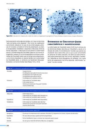 V IROLOGÍA CLÍNICA
A B
Figura 16·6.A. Vacuolasen el citoplasmade un tejido de cerebrocondegeneración espongiforme. B. Placas amiloideas entejido nervioso, sin signos inflamatorios.
fuerte asociación entre algunas de ellas, en lo que se denomina
"salto de barrera entre especies". Otra forma de clasificación
comúnmente utilizada en el caso de las enfermedades prióni-
cas en humanos considera la forma de presentación, es decir,
si es esporádica, hereditaria o adquirida (o infecciosa). Entre las
formas adquiridas o infecciosas se encuentran la enfermedad
de kuru y la enfermedad de Creutzfeldt-Jakob en sus formas ia-
trogénicas y variante. En la forma esporádica se incluye la enfer-
medad de Creutzfeldt-Jakob que se da bajo esta presentación,
y en la forma hereditaria la variante familiar de la enfermedad
de Creutzfeldt-Jakob, el síndrome de Gerstmann-Straussier-
Scheinker y el insomio familiar fatal (Tablas 16-8 y 16-9).
Tabla 16-7. Encefalopatías espongiformes transmisibles
Animales
Humanos
Scrapie (ovinos)
Encefalopatía espongiforme bovina (vaca loca)
Encefalopatía transmisible del visón
Encefalopatía espongiforme felina
Encefalopatía de ungulados exóticos
Enfermedad de Creutzfeldt-Jakob
Enfermedad de kuru
Síndrome de Gerstmann-Straussier-Scheinker
lnsomio familiar fatal
ENFERMEDAD DE CREUTZFELDT·JAKOB:
CARACTER(STICAS Y MANIFESTACIONES
La enfermedad de Creutzfeldt-Jakob (CJD) fue la primera de
las demencias fatales descritas por Creutzfeldt y Jacob en la
década del veinte. Es de distribución mundial cuyo período de
incubación dura varios años, por lo que ocurre comúnmente
en personas de edad avanzada. Se sabía que esta enferme-
dad podía presentarse bajo tres formas, esporádica, heredita-
ria y adquirida en forma iatrogénica; sin embargo, una cuarta
forma de presentación de forma adquirida, denominada "va-
riante", ha sido incluida.
Tabla 16-8. Formas de presentación de las enfermedades humanas por priones '
Adquiridas
Esporádicas
Hereditarias
Enfermedad de kuru
Enfermedad de Creutzfeldt-Jakob (iatrogénica)
Enfermedad de Creutzfeldt-Jakob (variante)
Enfermedad de Creutzfeldt-Jakob (esporádica)
Enfermedad de Creutzfeldt-Jakob (familiar)
Síndrome de Gerstmann-Straussier-Scheinker
Insomnio familiar fatal
Tabla 16-9. Formas de enfermedad de Creutzfeldt-Jakob (CJD)
latrogénica .
Esporádica
Familiar
Variante
~== 206
Ocurre por la contaminación de materiales infectados.Ej.: trasplantes de córneas, implante de electrodos
De causa desconocida yaparece de forma espontánea
Forma hereditaria en que se conocen las mutaciones que la causan
Se cree que se transmite de forma infecciosa, vía digestiva
 