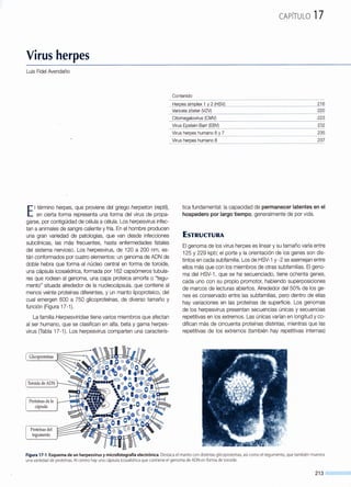 Virus herpes
Luis Fidel Avendaño
E1 término herpes, que proviene del griego herpeton (reptil),
en cierta forma representa una forma del virus de propa-
garse, por contigüidad de célula a célula. Los herpesvirus infec-
tan a animales de sangre caliente y fría. En el hombre producen
una gran variedad de patologías, que van desde infecciones
subclínicas, las más frecuentes, hasta enfermedades fatales
del sistema nervioso. Los herpesvirus, de 120 a 200 nm, es-
tán conformados por cuatro elementos: un genoma de ADN de
doble hebra que forma el núcleo central en forma de toroide,
una cápsula icosaédrica, formada por 162 capsómeros tubula-
res que rodean al genoma, una capa proteica amorfa o "tegu-
mento" situada alrededor de la nucleocápsula, que contiene al
menos veinte proteínas diferentes, y un manto lipoproteico, del
cual emergen 600 a 750 glicoproteínas, de diverso tamaño y
función (Figura 17-1).
La familia Herpesvírídae tiene varios miembros que afectan
al ser humano, que se clasifican en alfa, beta y gama herpes-
virus (Tabla 17-1). Los herpesvirus comparten una caracterís-
CAPÍTULO 17
Contenido
___ttE:!r.Rª§__$_lr.DQ)E:!_~__1y__g__(tt$YJ__ ---- ------··------·- --------------------------------------- --·--·-······---------___gJ_º
Varicela zóster 220
---º~!~-~-~~~ovirus-~~'1-----------------------------------------------------~~~
Viru~ Epst~~-Ba!!__(~!?.Y)_______________________________________ -~~~
7 235
237
tica fundamental: la capacidad de permanecer latentes en el
hospedero por largo tiempo, generalmente de por vida.
ESTRUCTURA
El genoma de los virus herpes es linear y su tamaño varía entre
125 y 229 kpb; el porte y la orientación de los genes son dis-
. tintos en cada subfamilia. Los de HSV-1 y -2 se asemejan entre
ellos más que con los miembros de otras subfamilias. El geno-
ma del HSV-1, que se ha secuenciado, tiene ochenta genes,
cada uno con su propio promotor, habiendo superposiciones
de marcos de lecturas abiertos. Alrededor del 50% de los ge-
nes es conservado entre las subfamilias, pero dentro de ellas
hay variaciones en las proteínas de superficie. Los genomas
de los herpesvirus presentan secuencias únicas y secuencias
repetitivas en los extremos. Las únicas varían en longitud y co-
difican más de cincuenta proteínas distintas, mientras que las
repetitivas de los extremos (también hay repetitivas internas)
Figura 17-1 .Esquema de un herpesvirus y microfotografía electrónica. Destaca el manto con distintas glicoproteínas, así como el tegumento, que también muestra
una variedad de proteínas. Al centro hay una cápsula icosaédrica que contiene el genoma de ADN en forma de toroide.
213
 