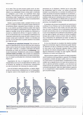 VIROLOGÍA CLÍNICA
de la célula. Para que este proceso pueda ocurrir, es nece-
sario vencer la repulsión que existe entre ambas membranas
debido a sus propiedades iónicas: ambas están constituidas
por fosfolípidos y por lo tanto, sus superficies tienen carga
negativa. Para solucionar esto se requiere de la participación
de proteínas virales "fusogénicas", cuya función es permitir el
acercamiento entre las membranas e inducir el reordenamiento
molecular que lleva a su fusión.
Debido a que los lípidos virales y celulares forman una sola
lámina, los antígenos virales de superficie quedan retenidos en
la membrana celular y expuestos hacia el exterior; sin embar-
go, no es evidente que dichas proteínas puedan tener alguna
función (inmunogénica o señalizadora), pues en algunos casos
debido al reciclaje normal de las proteínas de membrana su
duración es relativamente efímera. En algunos modelos vira-
les se ha demostrado que no es necesaria la participación de
maquinaria celular para el proceso de fusión, aunque sí lo es el
receptor celular para la adsorción. Debido a la naturaleza del
proceso, los virus desnudos no pueden penetrar en las células
por medio de fusión.
Penetración por endocitosis (viropexia). Este proceso evi-
dencia la capacidad de los virus de usufructuar de la mecánica
celular, pues la mayoría de los tipos celulares está programada
para captar moléculas o complejos moleculares del espacio
extracelular por medio de la formación de endosomas, o ve-
sículas intracelulares. Notablemente, este proceso es mecáni-
camente inverso a la fusión, pues consiste en la separación
de una parte de la lámina lipídica para la formación del endoso-
ma, sin romper la continuidad de la membrana citoplasmática
(Figura 3-4).
Dependiendo del virus, la invaginación de la membrana
citoplasmática ocurre por la vía dependiente de clatrina, o por
la formación de caveolas en microdominios membranosos
con alta concentración de moléculas de colesterol (rafts).
Una vez formada la vesícula endocítica, su destino depen-
de de sus interacciones y señalizaciones con el citoesqueleto;
en algunos casos el virus requiere que su material genético
a. b. c.
MC
permanezca en el citoplasma, mientras que en otros debe
ser transportado hasta el núcleo. Las células normalmente
someten a sus endosomas a un proceso de acidificación por
medio de bombas de protones instaladas en la membrana, y
frecuentemente, ese cambio de pH induce modificaciones en
proteínas virales que son necesarias para continuar con el ciclo
replicativo. La vía endocítica es utilizada tanto por algunos vi-
rus con manto como por algunos virus desnudos (adenovirus,
parvovirus, virus hepatits A y otros).
El paradigma del proceso de penetración por endocitosis lo
constituye el virus influenza, que ha sido estudiado detallada-
mente a nivel molecular. En este modelo, así como para otros
virus con manto, la liberación de la nucleocápside requiere de
la fusión de la envoltura viral con la membrana del endosoma,
lo que ocurre después de la acidificación del endosoma, pues
con esa señal el ligando viral expone el dominio fusogénico.
Aunque este proceso involucra la fusión entre dos membra-
nas, el mecanismo de "penetración por fusión" se refiere úni-
camente al descrito previamente, donde no hay formación de
endosoma.
En los virus desnudos se visualizan dos destinos posibles
luego de la endocitosis: algunos endosomas pueden disolver-
se, liberando con ello su contenido en el citosol, mientras que
en otros casos se han observado cápsides virales al interior
de cisternas del retículo endoplasmático, lo que sugiere que
algunos endosomas se funden con este organelo, liberando
contenido en el interior de él (Figura 3-5).
Algunos autores sugieren que existe una etapa pospenetra-
ción en donde los virus expondrían su genoma. Sin embargo,
la exposición completa del ácido nucleico viral no es una nor-
ma, pues muchos virus jamás liberan completamente el ácido
nucleico de su cápside (como en el caso de los reovirus) y en
otros el genoma permanece acoplado a una estructura que
impide la acción de nucleasas celulares (Ej.: poxvirus). Una vez
concluida la penetración, cada virus debe localizar su genoma
en un compartimiento celular específico, donde podrá prose-
guir a la próxima etapa.
d. e.
Figura 3-4.Penetración por endocitosis de virus membranosos (viropexia). La membrana citoplasmática se invagina (by e), de tal forma que termina formando una
vesícula endocítica en el citoplasma (d). Posteriormente (e), la membrana viral se fusiona a la membrana del endosoma, depositando lacápside en el citosol (en gris).MC:
Membrana citoplasmática.
--·32
 