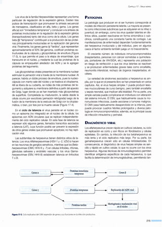 Los virus de la familia Herpesviridae representan una forma
particular de regulación de la expresión génica. Existen tres
pulsos de transcripción que promueven la síntesis secuencial
de mensajeros, clasificados en alfa, beta y gama. Los genes
alfa (a) son "inmediatos tempranos" y conducen a la síntesis de
proteínas involucradas en la regulación de la expresión génica
(transactivadores) tanto del virus como de la célula. Los genes
beta (~) "tempranos" contribuyen a la producción de las proteí-
nas principalmente involucradas en la replicación del genoma
viral. Finalmente, los genes gama (y) "tardíos", que representan
aproximadamente el 50%·del genoma, codifican proteínas es-
tructurales de la cápsula y glicoproteínas de envoltura (Figura
17-3), lo que permite el paso a la etapa de ensamblaje, que
transcurre en el núcleo, y mediante la cual las proteínas de la
cápsula se empaquetan alrededor del ADN y se le agregan
proteínas del tegumento.
Las glicoproteínas virales presentes en la membrana nuclear
estimulan la yemación viral a través de la membrana nuclear. Al
parecer, habría un doble proceso de envoltura, pues la nucleo-
cápsula con manto sale del núcleo y se trasloca al citoplasma.
Allí se libera de su ·cubierta, se rodea de más proteínas del te-
gumento y adquiere su membrana definitiva a partir del aparato
de Golgi, lugar donde ya se han insertado más glicoproteínas
de superficie. Completada su maduración, la salida desde la
célula ocurre por exocitosis (yemación retrógrada) luego de la
fusión de la membrana de la vesícula del Golgi con la citoplas-
mática, o bien, por lisis por la muerte celular (Figura 17-4).
En el ciclo de latencia el virus persiste en el núcleo co-
mo un episoma (no integrado) en el núcleo de la célula; los
episomas son ADN circulares que se replican independiente-
mente del ciclo replicativo celular. En esta fase de latencia se
expresan sólo algunos genes, llamados transcritos asociados
a latencia (LAT), cuya función podría ser prevenir la expresión
de otros genes virales que promuevan apoptosis; no hay repli-
cación viral.
Las subfamilias de herpesvirus tienen distintos sitios de la-
tencia. Los virus Alfaherpesvirinae (HSV-1 y -2, VZV) lo hacen
en las neuronas de ganglios sensitivos, mientras que los Beta-
herpesvirinae (CMV, HHV-6 y -7) en células linfoides, riñones,
glándulas salivares y endotelio vascular, y los virus Gama-
herpesvirinae (EBV, HHV-8) establecen latencia en linfocitos
To B.
C APÍTULO 17 - VIRUS HERPES
PATOGENIA
La patología que producen en el ser humano corresponde al
modelo de infección persistente latente. La mayoría se presen-
ta como infecciones subclínicas que se adquieren en la niñez o
juventud; sin embargo, como los virus quedan latentes en dis-
tintos sitios, pueden reactivarse en forma sintomática o sub-
clínica, constituyendo una constante fuente de contagio. Las
manifestaciones de enfermedad dependen fundamentalmente
del herpesvirus involucrado y del individuo, pero en algunos
casos el factor ambiente también juega un rol trascendente.
El creciente número de individuos inmunocomprometidos
(trasplantados, personas con cáncer sometidas a quimiotera-
pia, portadores de VIH/SIDA, etc.) representa una población
en riesgo de reinfección o que los virus latentes se reactiven
y se produzcan enfermedades graves tales como encefalitis,
neumonitis intersticial, rechazo de órganos trasplantados, et-
cétera.
La variedad de síndromes asociados a herpesvirus es am-
plia, por lo que en el presente libro se han presentado en varios
capítulos. Así, el virus herpes simplex 1 puede producir lesio-
nes mucocutáneas de curso benigno, pero también encefalitis
y sepsis neonatal, que implican alta letalidad. Por su parte, una
simple varicela puede complicarse en ·individuos con alteración
del sistema inmune. El EBV, que habitualmente causa la mo-
nonucleosis infecciosa, puede asociarse a tumores malignos.
El CMV pasa habitualmente desapercibido en la infancia, pero
puede provocar cuadros febriles prolongados y diversa pato-
logía en inmunocomprometidos; además, es la principal causa
de infección intrauterina y perinatal.
DIAGNÓSTICO VIRAL
Los alfaherpesvirus crecen rápido en cultivos celulares, su ciclo
de replicación es corto y son líticos en fibroblastos y células
epiteliales. En cambio, la infección de los betaherpesvirus es
más lenta y el ciclo replicativo más largo. Por su parte, los
gamaherpesvirus crecen sólo en células linfoblastoides. En
consecuencia, el diagnóstico de virus herpes simplex es sen-
cillo y rápido en cultivo celular, lo que no ocurre con los otros
herpesvirus. Algunas técnicas de inmunodiagnóstico permiten
identificar antígenos específicos de cada herpesvirus, lo que
facilita la determinación de inmunoglobulinas, permitiendo tan-
r-·-----------------------------
[____c_e_n_es_a___~)• • i Prote::p::atas .,____.,...(, --:- -G-en: ¡-- - ]
/ ' /
Proteínas tardías F----...._: Morfogénesis ymaduración viral
en el núcleo
Figura 17-3.Ciclo replicativo del CMV: expresión de genes y sus fu nciones en la infección productiva.
215
 
