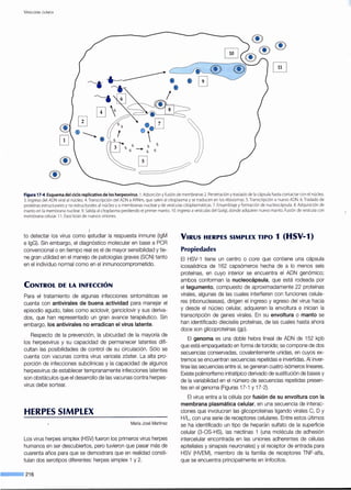 V IROLOGÍA CLÍNICA
Figura 17-4.Esquema del ciclo replicativo de los herpesvirus. l .Adsorción y fusión de membranas 2. Penetración ytraslado de la cápsula hasta contactar con el núcleo.
3. Ingreso del ADN viral al núcleo. 4. Transcripción del ADNa ARNm, que salen al citoplasma y se traducen en los ribosomas. 5.Transcripción a nuevo ADN. 6. Traslado de
proteínas estructurales y no estructurales al núcleo y a membranas nuclear y de vesículas citoplasmáticas. 7. Ensamblaje y formación de nucleocápsula. 8. Adquisición de
manto en la membrana nuclear. 9. Salida al citoplasma perdiendo el primer manto. 10.Ingreso avesículas del Golgi,donde adquiere nuevo manto.Fusión de vesícula con
membrana celular. 11. Exocitosisde nuevos viriones.
to detectar los virus como estudiar la respuesta inmune (lgM
e lgG). Sin embargo, el diagnóstico molecular en base a PCR
convencional o en tiempo real es el de mayor sensibilidad y tie-
ne gran utilidad en el manejo de patologías graves (SCN) tanto
en el individuo normal como en el inmunocomprometido.
CONTROL DE LA INFECCIÓN
Para el tratamiento de algunas infecciones sintomáticas se
cuenta con antivirales de buena actividad para manejar el
episodio agudo, tales como aciclovir, ganciclovir y sus deriva-
dos, que han representado un gran avance terapéutico. Sin
embargo, los antivirales no erradican el virus latente.
Respecto de la prevención, la ubicuidad de la mayoría de
los herpesvirus y su capacidad de permanecer latentes difi-
cultan las posibilidades de control de su circulación. Sólo se
cuenta con vacunas contra virus varicela zóster. La alta pro-
porción de infecciones subclínicas y la capacidad de algunos
herpesvirus de establecer tempranamente infecciones latentes
son obstáculos que el desarrollo de las vacunas contra herpes-
virus debe sortear.
HERPES SIMPLEX
María José Martínez
Los virus herpes simplex (HSV) fueron los primeros virus herpes
humanos en ser descubiertos, pero tuvieron que pasar más de
cuarenta años para que se demostrara que en realidad consti-
tuían dos serotipos diferentes: herpes simplex 1 y 2.
--·216
VIRUS HERPES SIMPLEX TIPO 1 (HSV-1)
Propiedades
El HSV-1 tiene un centro o core que contiene una cápsula
icosaédrica de 162 capsómeros hecha de a lo menos seis
proteínas, en cuyo interior se encuentra el ADN genómico;
ambos conforman la nucleocápsula, que está rodeada por
el tegumento, compuesto de aproximadamente 22 proteínas
virales, algunas de las cuales interfieren con funciones celula-
res (ribonucleasas), dirigen el ingreso y egreso del virus hacia
y desde el núcleo celular, adquieren la envoltura e inician la
transcripción de genes virales. En su envoltura o manto se
han identificado dieciséis proteínas, de las cuales hasta ahora
doce son glicoproteínas (gp).
El genoma es una doble hebra lineal de ADN de 152 kpb
que está empaquetado en forma de toroide; se compone de dos
secuencias conservadas, covalentemente unidas, en cuyos ex-
tremos se encuentran secuencias repetidas e invertidas. Al inver-
tirse las secuencias entre sí, se generan cuatro isómeros lineares.
Existe polimorfismo intratípico derivado de sustitución de bases y
de la variabilidad en el número de secuencias repetidas presen-
tes en el genoma (Figuras 17-1 y 17-2).
El virus entra a la célula por fusión de su envoltura con la
membrana plasmática celular, en una secuencia de interac-
ciones que involucran las glicoproteínas ligando virales C, D y
H/L, con una serie de receptores celulares. Entre estos últimos
se ha identificado un tipo de heparán sulfato de la superficie
celular (3-0S-HS), las nectinas 1 (una molécula de adhesión
intercelular encontrada en las uniones adherentes de células
epiteliales y sinapsis neuronales) y el receptor de entrada para
HSV (HVEM), miembro de la familia de receptores TNF-alfa,
que se encuentra principalmente en linfocitos.
 