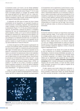 V IROLOGÍA CLÍNICA
la membrana celular a pH neutro y en las células epiteliales/
endoteliales el virus ingresa por endocitosis seguido por fusión
dependiente de la disminución del pH (Figura 17-1 0). En esta
fusión virus-célula participa un complejo de proteínas virales
que incluye gB (gpUL55), gH (gpUL75), gO, gL y varias pro-
teínas de la membrana celular. Tras la fusión, la nucleocápsula
ingresa al citoplasma, viaja al núcleo, donde penetra el genoma
viral y algunas fosfoproteínas del tegumento.
La replicación de CMV sigue el modelo de círculo rodante
característico de los herpesvirus, con expresión de genes en
forma secuencial, coordinada y regulada, requiriendo factores
virales y celulares, como la ARN polimerasa 11 y activadores de
la transcripción (Figura 17-4). En las dos primeras horas post-
infección, se transcriben y traducen los genes a o inmediatos
tempranos (lE), que son transactivadores de la expresión de
genes celulares y virales, con lo que se activa la expresión de
los genes ~ o tempranos (E) y disminuye la de los genes a. En
general, los productos ~ son glicoproteínas no estructurales
que participan en la replicación del ADN viral, en la evasión de
la respuesta inmune y en la activación de la expresión de los
genes y o tardíos (L). A partir de estos se sintetizan las proteí-
nas estructurales tras 24 horas de infección.
La síntesis del genoma de CMV requiere la participación de
al menos once proteínas virales, incluyendo la ADN polimerasa
viral. Se inicia en la región UL, donde se encuentra el promotor
MIE (majar ímmedíate early) , que controla la expresión de los
genes lE. La secuencia y función de este promotor son conser-
vados y su activación es esencial para iniciar el ciclo replicativo
viral y para la reactivación del virus desde la latencia, por lo
que es determinante en la permisividad celular. Este promotor
es activado por la fosfoproteína de la matriz viral pp71, la que
al migrar al núcleo suprime el mecanismo de defensa antiviral
intrínseco ejercido por proteínas celulares (Daxx y ATRX). La
proteína 71 de CMV se une a Daxx y neutraliza su represión
sobre la expresión de genes lE, acción que ejerce localizando
factores inhibitorios asociados a la cromatina -como las his-
tonas deacetilasas- en regiones promotoras.
Luego de la síntesis del genoma y de las proteínas virales,
en el mismo núcleo se realiza el empaquetamiento mediante el
ingreso del ADN a la cápsula viral, situación que desencadena
Flgura17·10. Detección de antígenos de CMV mediante inmunoAuorescencia
indirecta en nbroblastos de pulmón fetal humano infectados in vitro. Gentileza
de V. Luchsinger.
224
el procesamiento de los capsómeros cuando alcanza su tope.
La partícula viral se mueve hacia el citoplasma a través de las
membranas nucleares mediante envolvimiento y desenvolvi-
miento, fusionándose finalmente con la membrana nuclear ex-
terna o, dada su proximidad, la del retículo endoplásmico. En el
citoplasma, la partícula viral madura adquiriendo el tegumento
y forma su manto definitivo yemando de las vesículas del com-
plejo de Golgi. Estos eventos son dirigidos por interacciones
específicas entre proteínas. El transporte hacia la membrana
citoplasmática es a través de la red de Golgi. Tras la acumu-
lación de partículas virales, los viriones son liberados al medio
extracelular.
PATOGENIA
Se trasmite mediante el contacto con algún fluido corporal que
contiene partículas virales. El ser humano es la única fuente
de contagio posible, puesto que se trata de un virus especie
específico. El CMV se puede excretar en todas las secreciones
corporales (orofaríngea, vaginal, semen, orina, leche materna,
lágrimas, heces, sangre) porque es una infección sistémica,
y el virus se multiplica prácticamente en todos los órganos.
De esta forma, el CMV puede ingresar al hospedero por la vía
sexual, parente~al , respiratoria, digestiva e, incluso, a través de
órganos trasplantados (riñón).
Tras la replicación en las células de la puerta de entrada,
el virus se disemina en el individuo, probablemente por vía
hematógena, a través de células endoteliales vasculares y he-
matopoyéticas (linfocitos, macrófagos) que lo llevarían desde
la circulación sanguínea a los órganos. Estas células endo-
teliales que se desprenden de la pared del vaso al torrente
sanguíneo se denominan células infectadas citomegálicas
circulantes (CCIC). También contribuyen a la diseminación el
traspaso del virus entre células y la fusión de éstas cuando
están infectadas, procesos en los cuales se requiere de las
proteínas virales gB y gH.
El daño celular es por acción directa de la replicación vi-
ral y de la respuesta inmune, que determina, aunque no en
forma inmediata, la destrucción celular. Las células infectadas
por CMV aumentan de tamaño, se redondean y presentan in-
Flgura17·11. Antigenemia:detección de pp65 de CMV en neutrónlos de sangre
periférica mediante inmunoAuorescencia indirecta.Gentileza de V. Luchsinger.
 