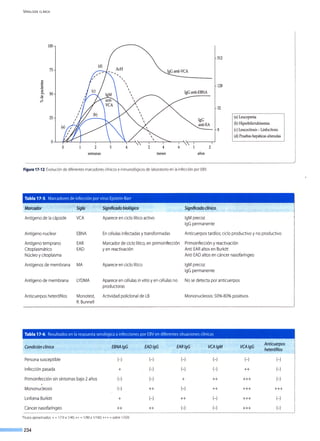 ViROLOGÍA CLÍNICA
100
512
75
~
128¡:::::
.S:l
~
o.. 50Q)
"O
cf2.
32
25 (a) Leucopenia
(b) Hiperbilirrubinemia
8 (e) Leucocitosis - Linfocitosis
(d) Pruebas hepáticas alteradas
o
o 2 3 4 2 4 2
semanas meses años
Figura 17-12.Evolución de diferentes marcadores clínicos e inmunológicos de laboratorio en la infección por EBV.
Tabla 17-5. Marcadores de infección por virus Epstein-Barr
Marcador Sigla Significado biológico
Antígeno de lacápside VCA Aparece en ciclo lítico activo
Antígeno nuclear EBNA En células infectadas ytransformadas
Antígeno temprano EAR Marcador de ciclo lítico, en primoinfección
Citoplasmático EAD yen reactivación
Núcleo ycitoplasma
Antígenos de membrana MA Aparece en ciclo lítico
Antígeno de membrana LYDMA Aparece en células in vitro yen células no
productoras
Anticuerpos heterófilos Monotest, Actividad policlonal de LB
R. Bunnell
Significado clínico
lgM precoz
lgG permanente
Anticuerpos tardíos; ciclo productivo yno productivo
Primoinfección y reactivación
Anti EAR altos en Burkitt
Anti EADaltos en cáncer nasofaríngeo
lgM precoz
lgG permanente
No se detecta por anticuerpos
Mononucleosis: 50%-80% positivos
Tabla 17-6. Resultados en la respuesta serológica ainfecciones por EBV en diferentes situaciones clínicas
Condición clínica EBNA igG EAD/gG EAR/gG VCAlgM VCA/gG
Anticuerpos
heterófilos
Persona susceptible (- ) (- ) (- ) (- ) (- ) (- )
1nfección pasada + (- ) (-) (-) ++ (-)
Primoinfección sin síntomas bajo 2 años (-) (- ) + ++ +++ (- )
Mononucleosis (- ) ++ (- ) ++ +++ +++
Linfoma Burkitt + (- ) ++ (-) +++ (- )
Cáncer nasofaríngeo ++ ++ (- ) (- ) +++ (-)
Títulos aproximados:+= 1/ 1Oa 1/40;++ = 1/80 a 1/160; +++ = sobre 1/320
234
 