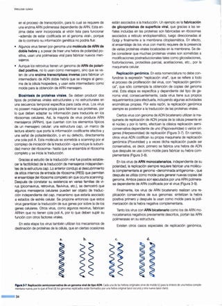 VIROLOGIA CLINICA
en el proceso de transcripción, para lo cual se requiere de
una enzima ARN polimerasa dependiente de ARN. Esta en-
zima debe venir incorporada al virión lista para funcionar
-además de estar codificada en el genoma viral-, porque
de lo contrario su información genética no podría fluir.
• Algunos.virus tienen por genoma una molécula de ARN de
doble hebra y, a pesar de traer una hebra de polaridad po-
sitiva, usan una polimerasa viral para fabricar nuevos men-
sajeros.
. • Aunque los retrovirus tienen un genoma de ARN de polari-
dad positiva, no lo usan como mensajero, sino que se va-
len de una enzima transcriptasa inversa para fabricar un
intermediario de ADN doble hebra que se integra al geno-
ma de la célula hospedera, y usan este intermediario como
molde para la obtención de ARN mensajero.
Biosfntesis de protefnas virales. Se deben producir dos
tipos de proteínas virales estructurales y no estructurales en
una secuencia temporal específica para cada virus. Los virus
no poseen maquinaria propia para fabricar sus proteínas, por
lo que deben adaptar su información para traducirla en los
ribosomas celulares. Así, la mayoría de virus produce ARN
mensajeros (ARNm), que cuentan con los elementos típicos
de un mensajero celular: una estructura cap, un marco de
lectura abierto que porta la información codificante efectiva y
una señal de poliadenilación, o en su defecto, directamente
una cola poli A. Esta molécula es sometida a scanning por el
complejo de iniciación de la traducción -que incluye la subuni-
dad menor del ribosoma- hasta que se ensambla el ribosoma
completo y se inicia la traducción.
Gracias al estudio de la traducción viral fue posible estable-
cer la factibilidad de la traducción de mensajeros independien-
tes de la estructura cap. Lo anterior condujo al descubrimiento
de sitios internos de entrada de ribosoma (IRES) que permiten
el ensamblaje del ribosoma completo sin que ocurra scanning.
Después de constatar su existencia en varias familias de vi-
rus (picornavirus, retrovirus, flavivirus, etc.), se demostró que
algunos mensajeros celulares pueden ser objeto de traduc-
ción independiente del cap, mecanismo que estaría asociado
a estados de estrés celular. Se propone entonces que estos
virus garantizan la traducción de sus genes por sobre la de los
genes celulares. Otros virus, como algunos reovirus, fabrican
ARNm que no tienen cola poli A, por lo que deben suplir su
función con otros factores virales.
En esta etapa los virus también utilizan los mecanismos de
destinación de proteínas de la célula, que en ciertas ocasiones
a. b.
están asociados a la traducción. Un ejemplo es la fabricación
de glicoproteínas de superficie viral, que gracias a las se-
ñales incluidas en las proteínas son fabricadas en ribosomas
asociados a retículo endoplasmático, luego direccionadas al
Golgi y finalmente a la membrana citoplasmática. En efecto,
el ensamblaje de los virus con manto requiere de la presencia
de varias proteínas virales localizadas en la membrana. Se de-
be considerar que muchas proteínas virales son sometidas a
modificaciones postraduccionales tales como glicosilaciones,
fosforilaciones, proteólisis parcial, acetilaciones, etc., por la
maquinaria celular.
Replicación genómica. En esta nomenclatura no debe con-
fundirse la expresión "replicación viral", que se refiere a todo
el proceso de proliferación del virus, con "replicación genómi-
ca", que sólo contempla la obtención de copias del genoma
viral. Esta etapa es específica y dependiente del tipo de ge-
noma viral; consecuentemente, cada virus tiene sus propios
requerimientos para efectuarla, incluyendo algunas actividades
enzimáticas propias. Por esta razón, la replicación genómica
siempre es posterior a la traducción de las proteínas virales.
Ciertos virus con genoma de ADN bicatenario utilizan la ma-
quinaria de replicación de ADN propia de la célula presente en
el núcleo y por lo tanto, efectúan la clásica replicación semi-
conservativa dependiente de uno (Papovaviridae) o varios orí-
genes (Herpesviridae) de replicación (Figura 3-7). En cambio,
otros virus ADN codifican su propia maquinaria de replicación
genómica (Poxviridae) y a veces dicha replicación puede ser
conservativa, es decir, primero se fabrica una hebra de ADN
que después se usa como molde para fabricar su hebra com-
plementaria (Figura 3-8).
En los virus de ARN monocatenarios, independiente de su
polaridad, la replicación siempre requiere fabricar una molécu-
la complementaria al genoma -denominada antigenoma-, que
después se utiliza como molde para generar nuevas copias del
genoma. Ambos pasos son ejecutados por una ARN polimera-
sa dependiente de ARN codificada por el virus (Figura 3-9).
Finalmente, los virus de ARN bicatenario realizan una re-
plicación conservativa de sus genomas: sintetizan la hebra
positiva primero y después la usan como molde para la poli-
merización de la hebra negativa complementaria.
Tanto los virus con ARN bicatenario como los de ARN mo-
nocatenarios negativos previamente descritos, portan las ARN
polimerasas en su estructura.
Existen otros casos especiales de replicación genómica,
c. d.
Figura 3·7.Replicación semiconservativa de un genoma viral de tipo ADN.Cada unade lashebras originalessirve de molde (e) para la síntesis de unahebra comple-
mentaria nueva, por lo que al final (d) los genomasreplicados están formados por una hebraoriginal (azul oscuro) yotra nueva (azul claro).
--34
 
